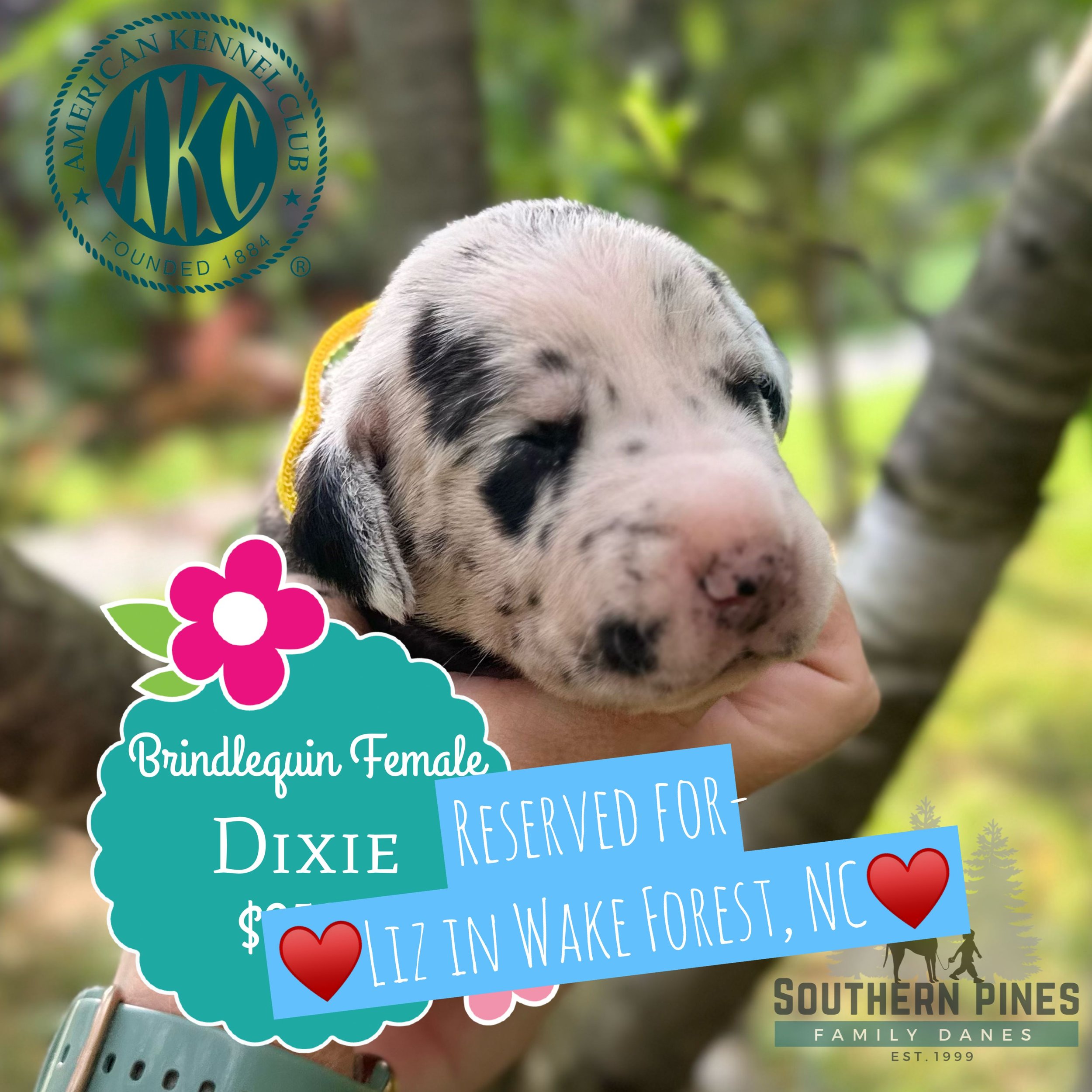 Dixie
