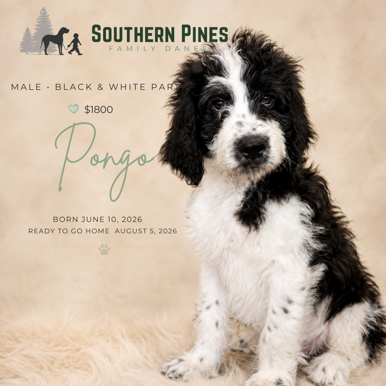 Pongo.png