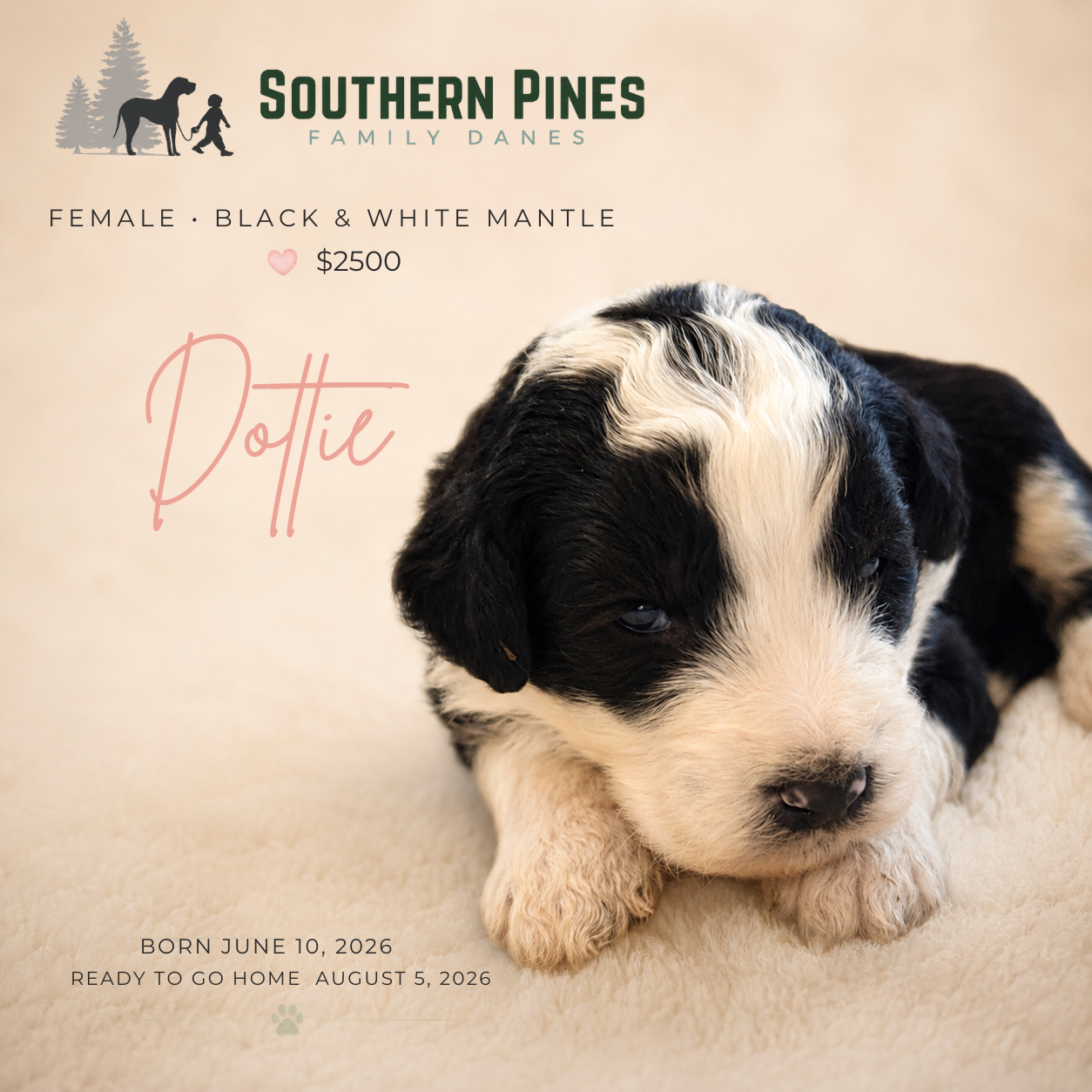 Dottie