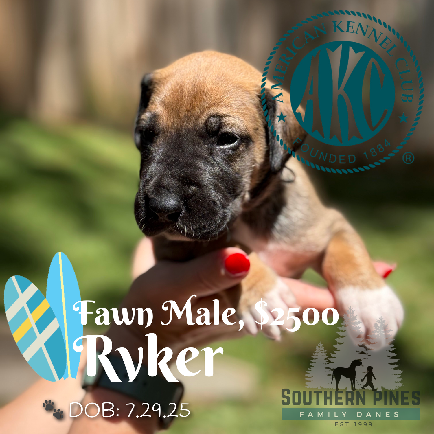 Ryker Fawn Male Great Dane Puppy — Southern Pines Family Danes