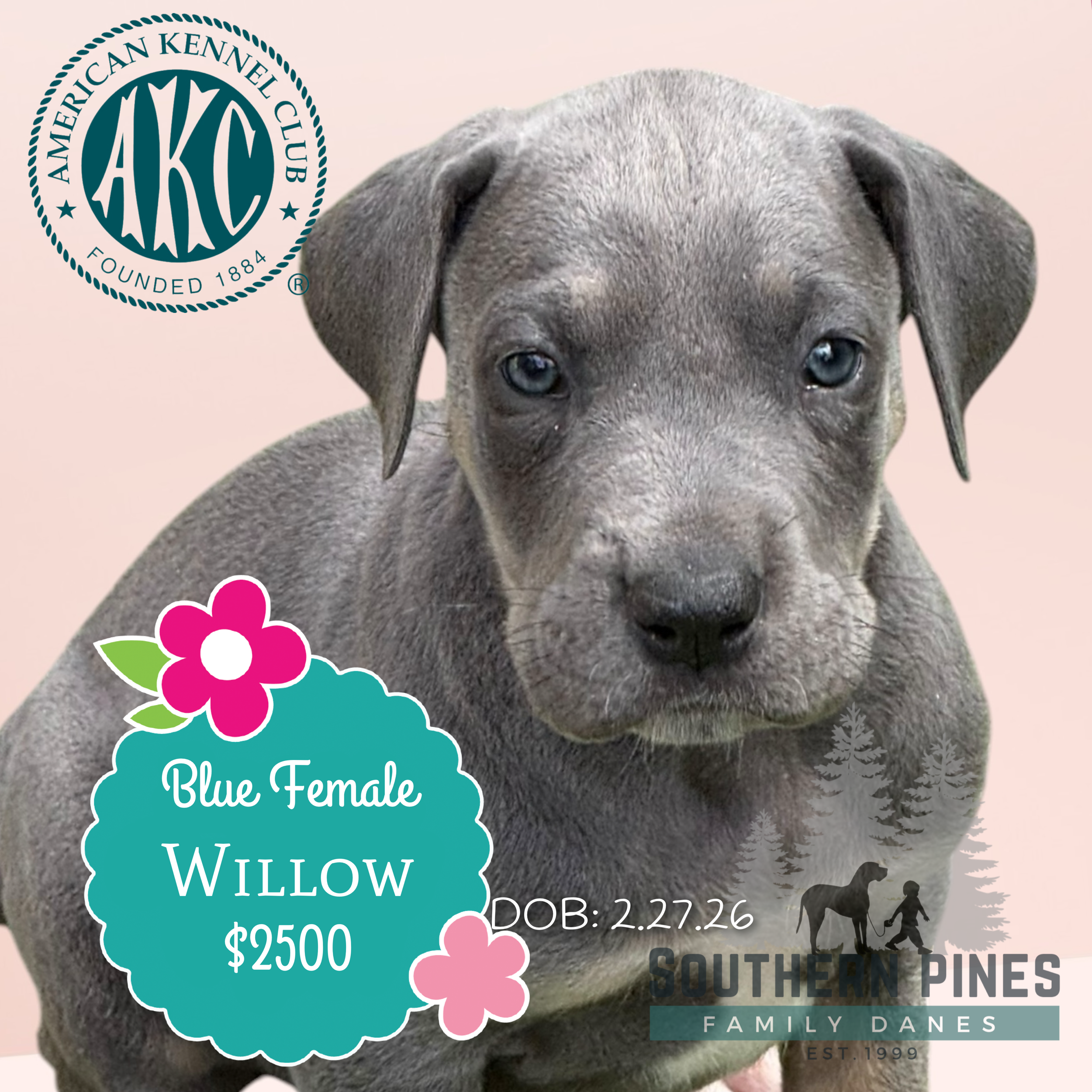Willow