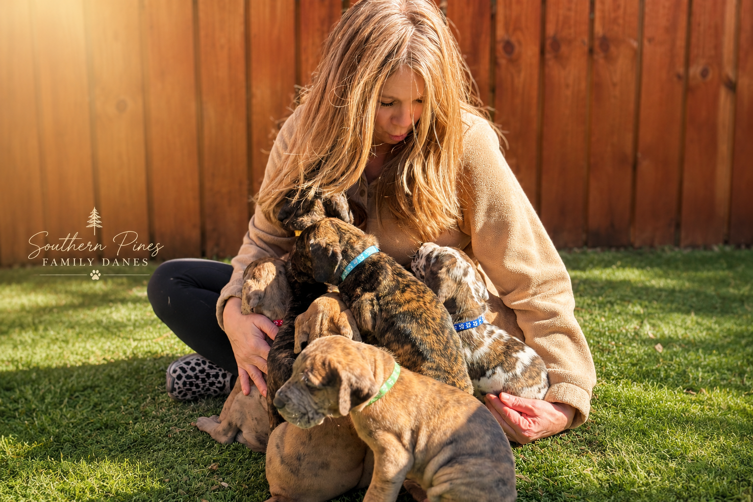 Southern Pines Great Dane puppies being raised and socialized with daily family interaction in Tennessee.