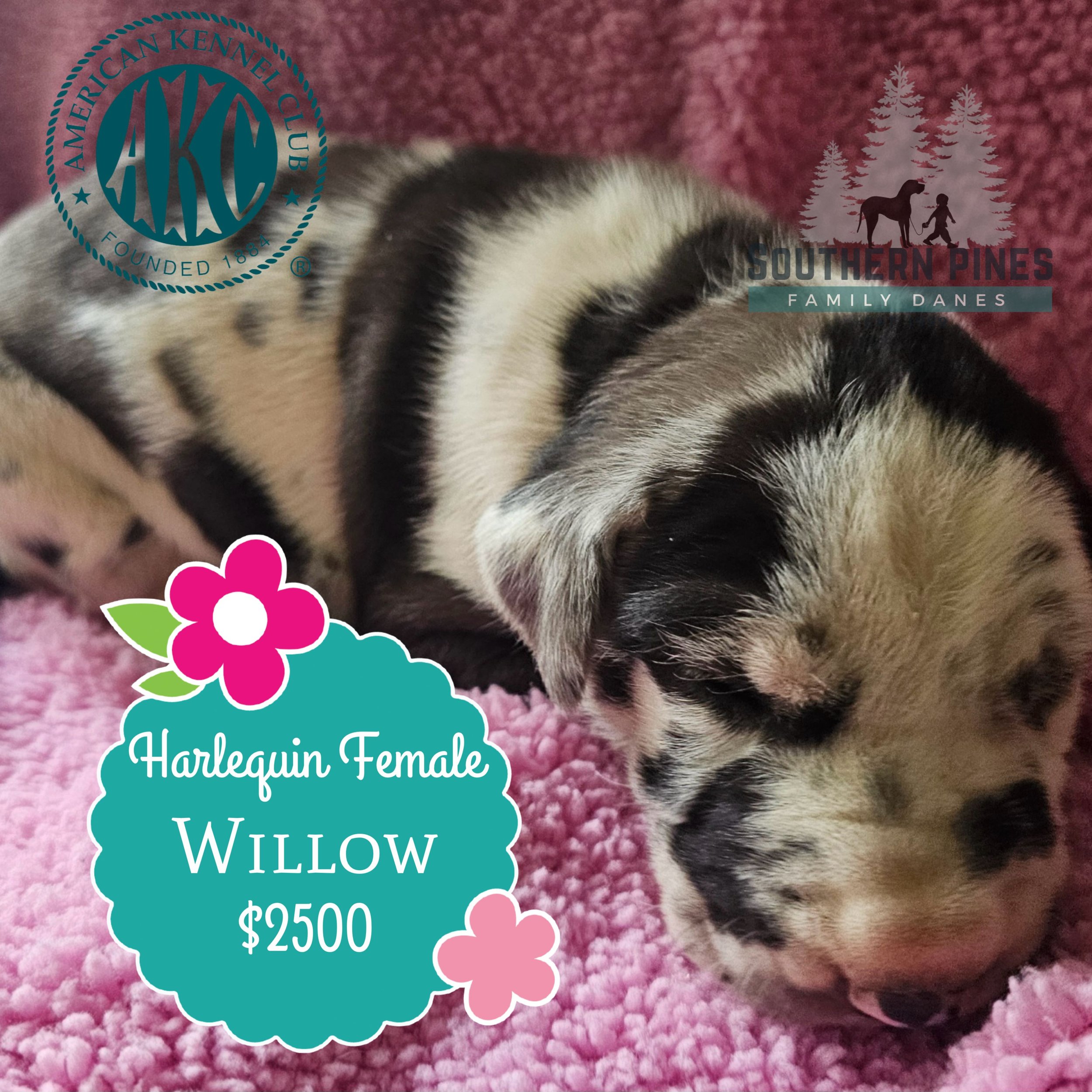 Willow