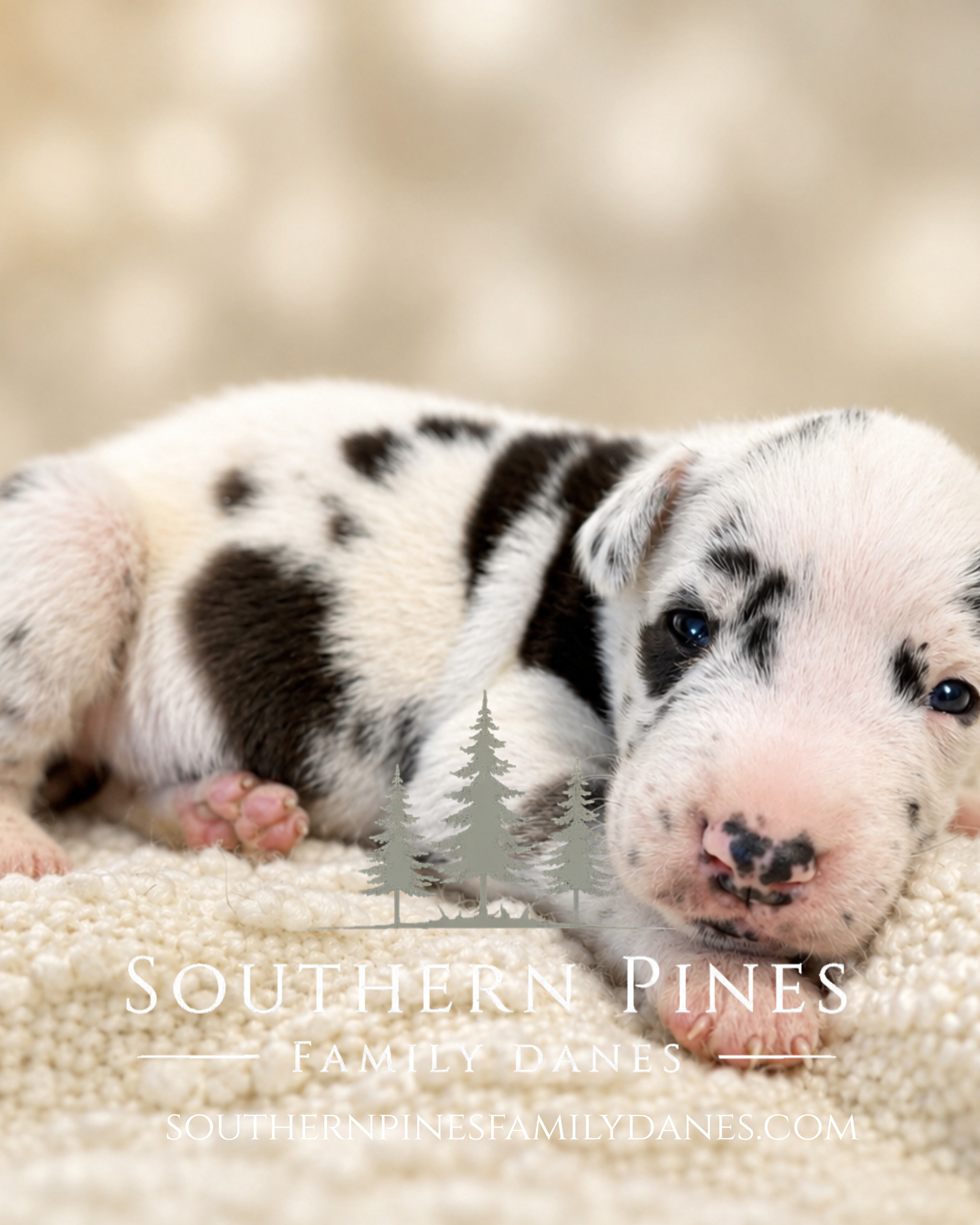 southernpinesfamilydanes (11).com.PNG