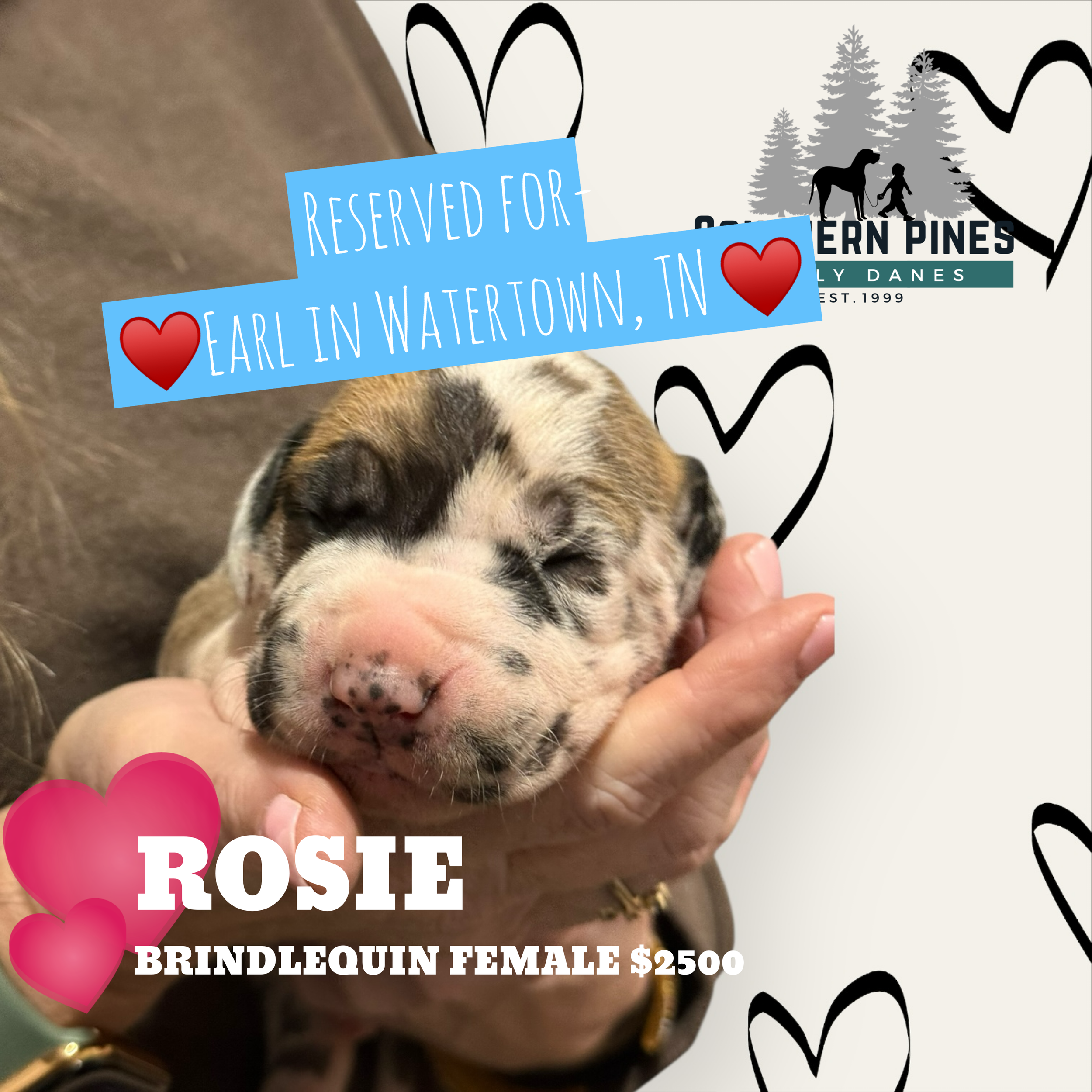 Rosie is Reserved