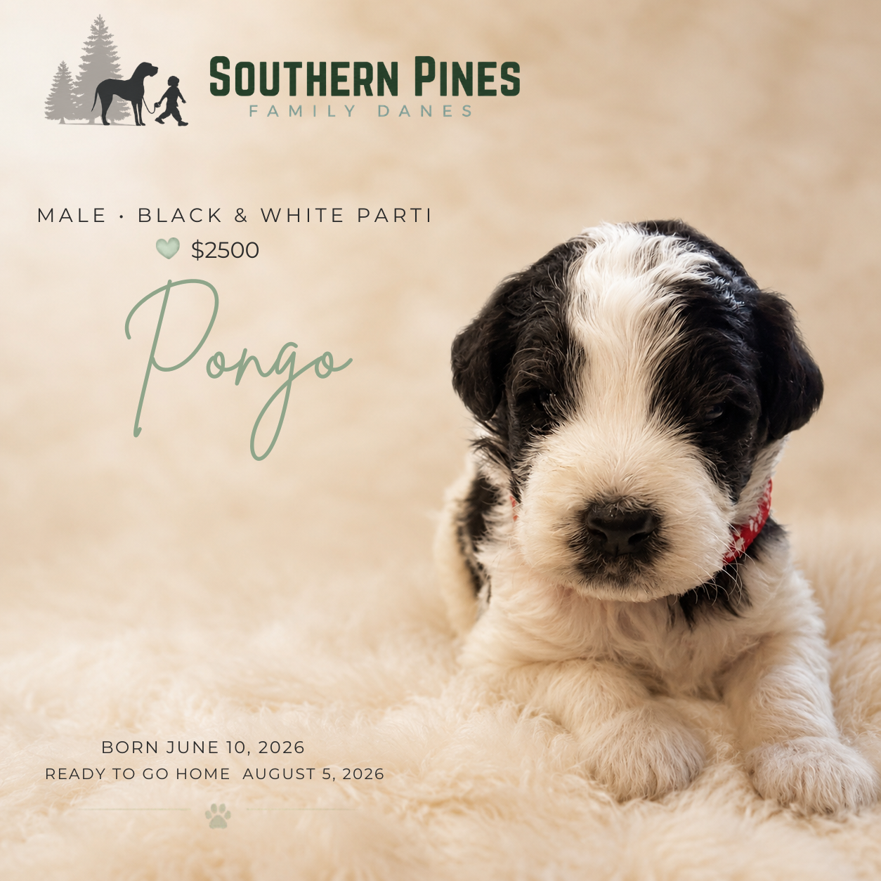 Pongo