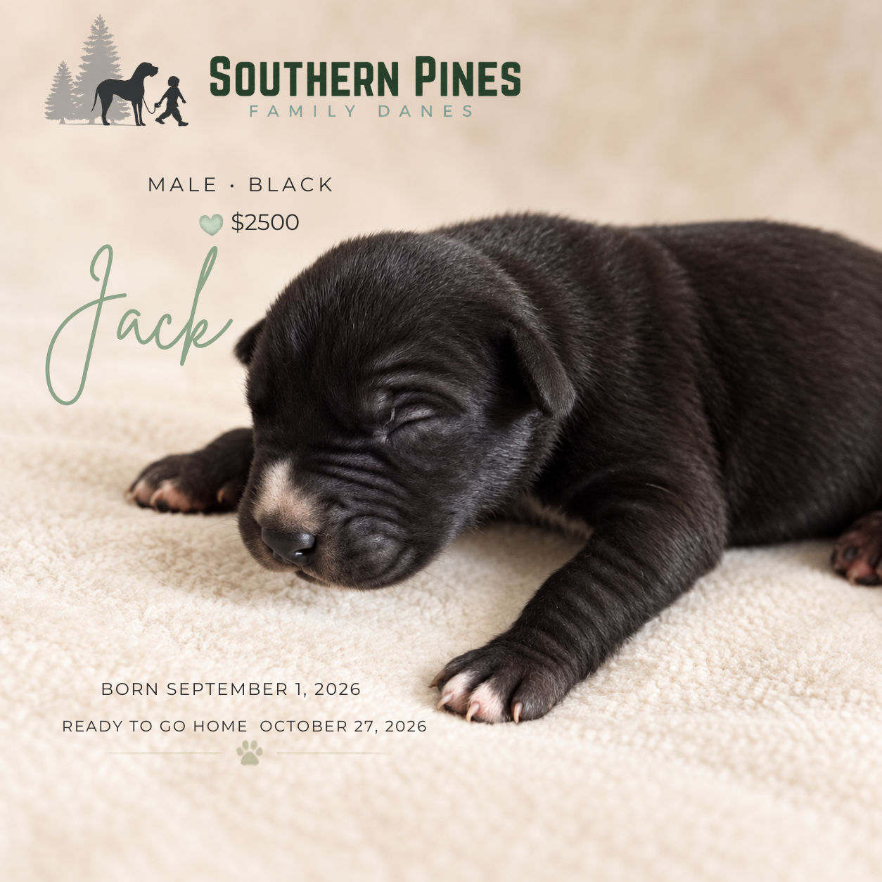 Jack