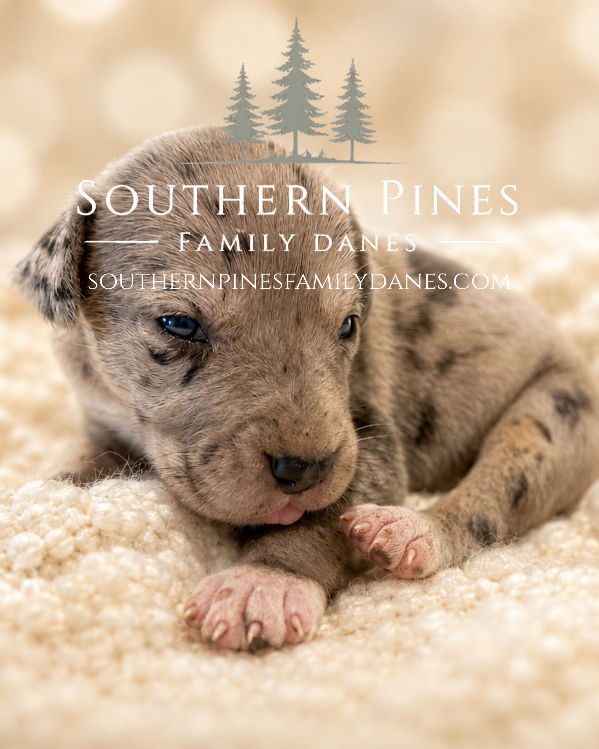 southernpinesfamilydanes (14).com.PNG (Copy)