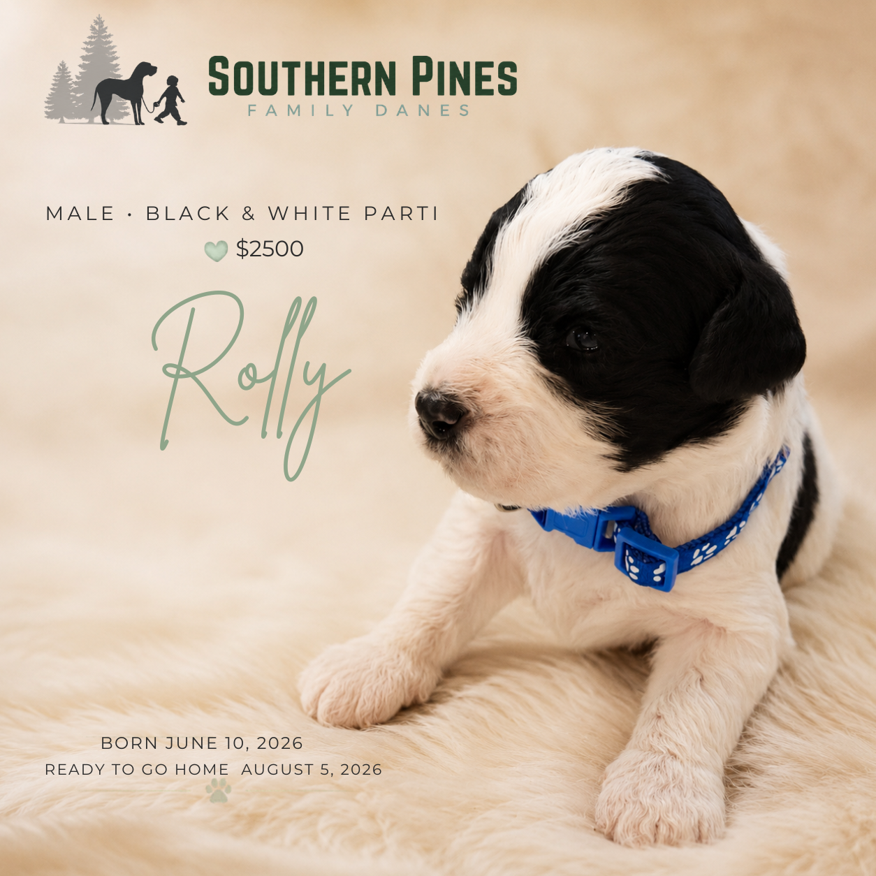 Rolly