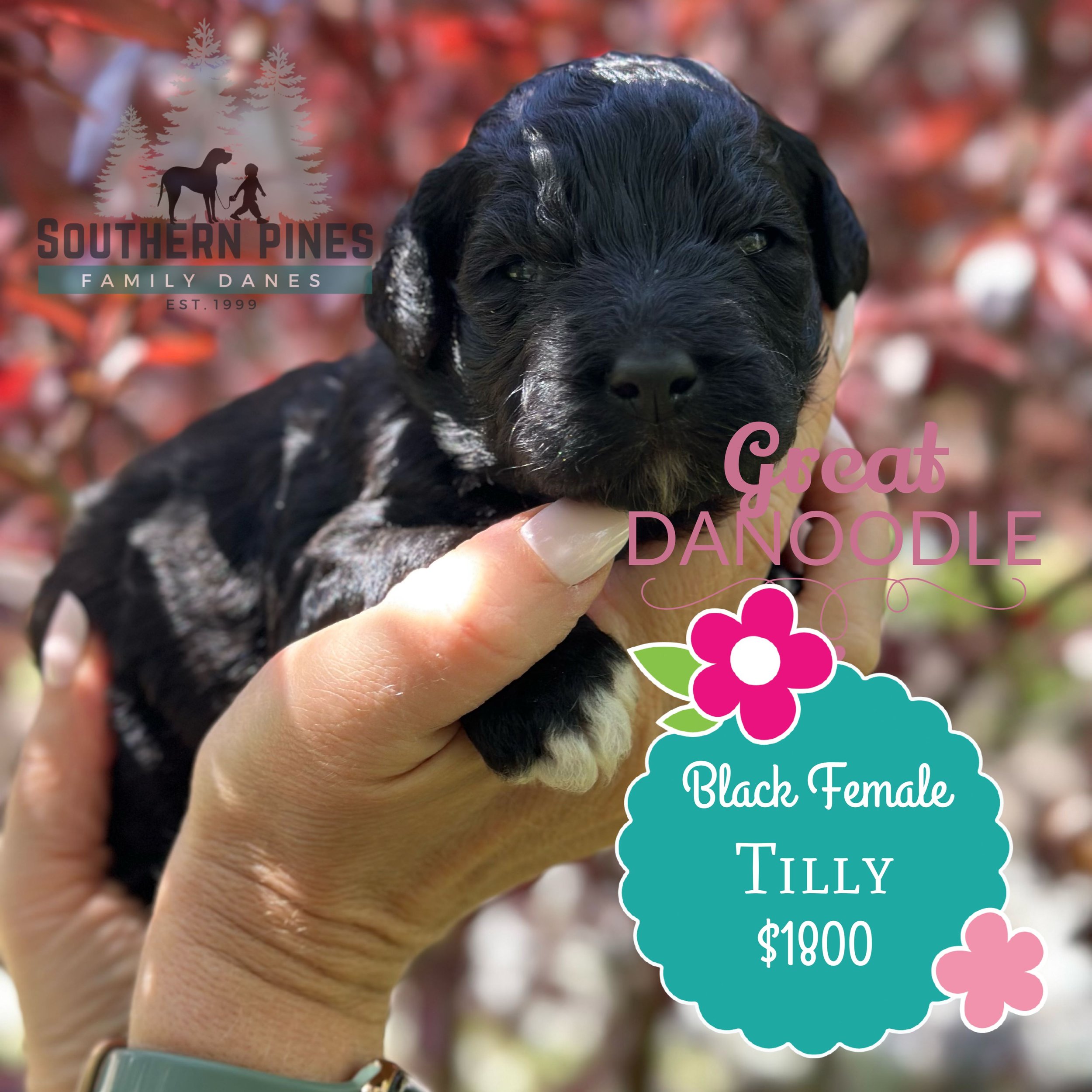 Tilly - Great Danoodle