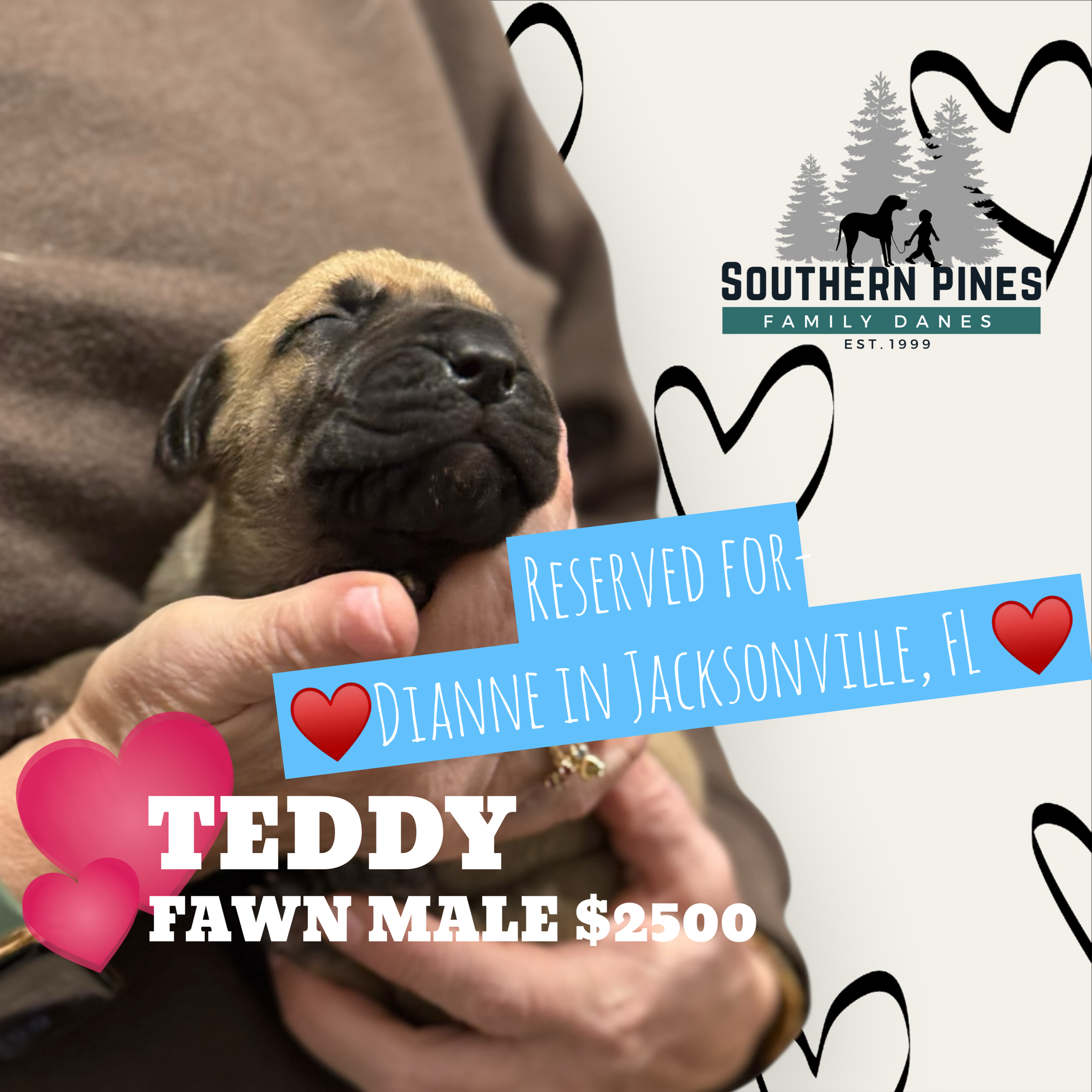 Teddy is Reserved