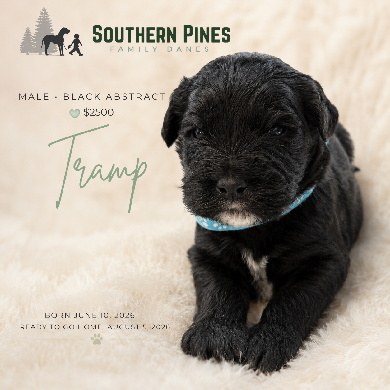 Tramp