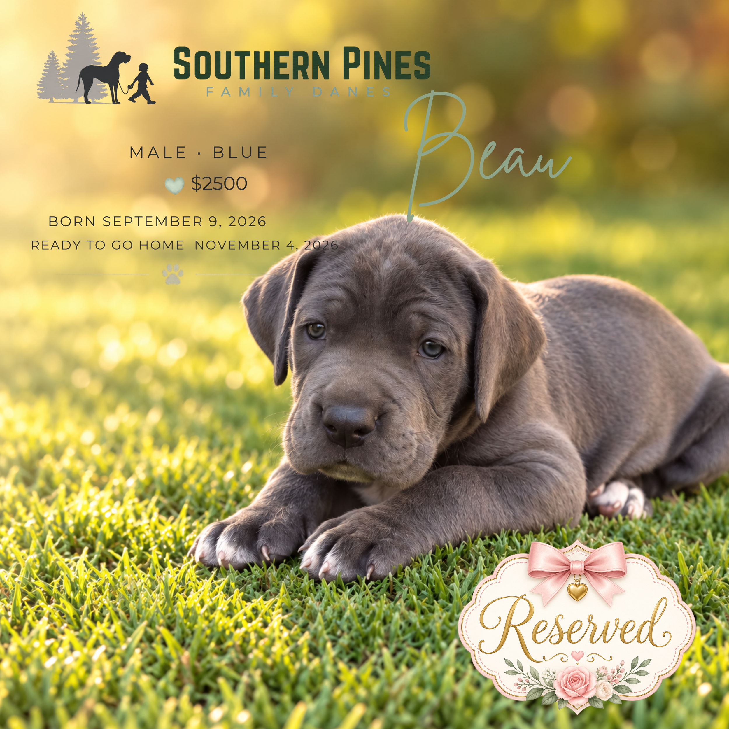 Beau (Reserved)