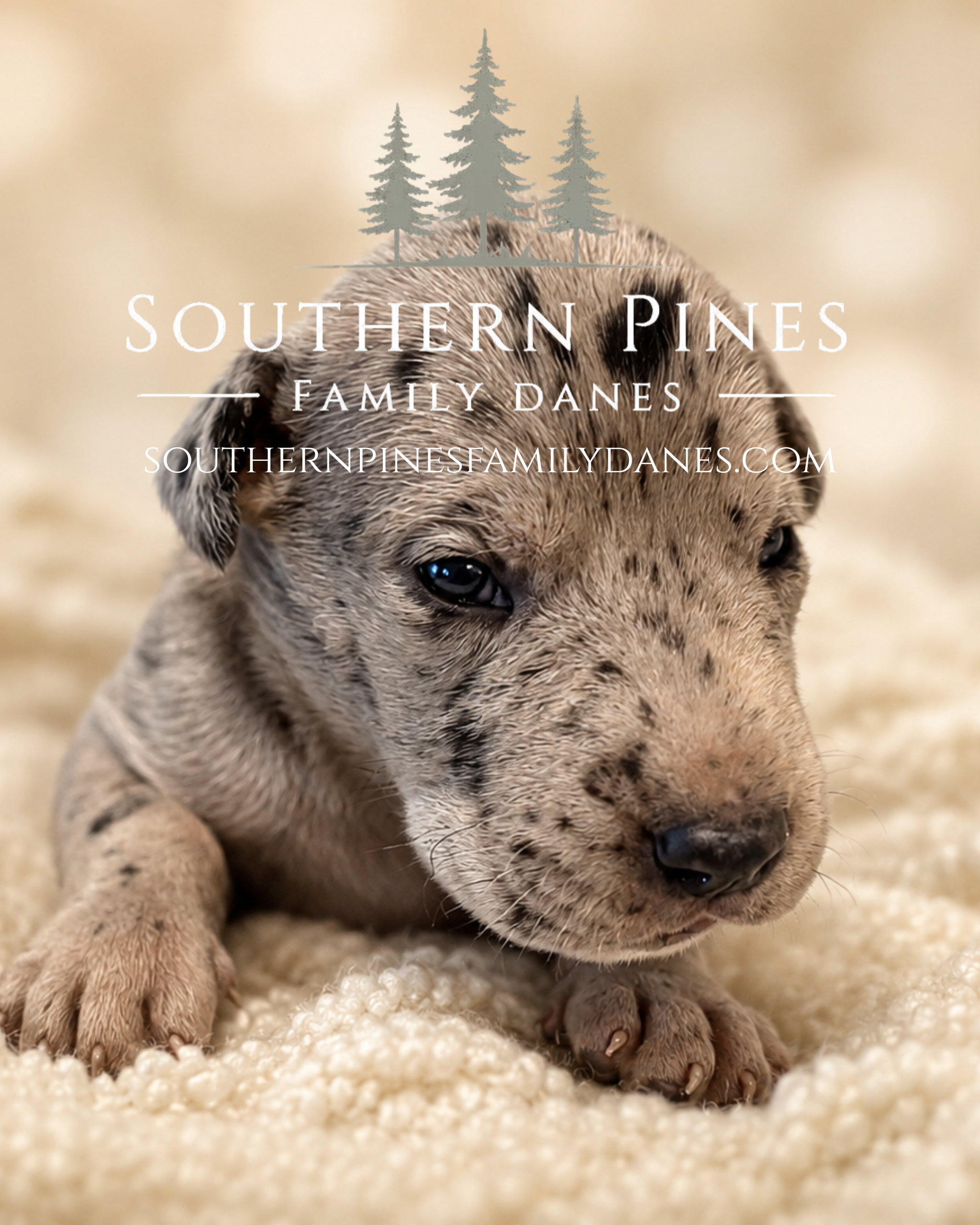 southernpinesfamilydanes (20).com.PNG