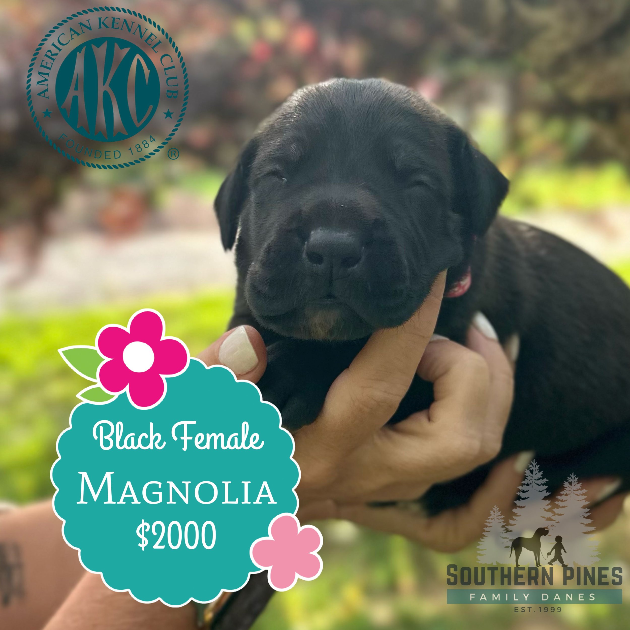 Magnolia