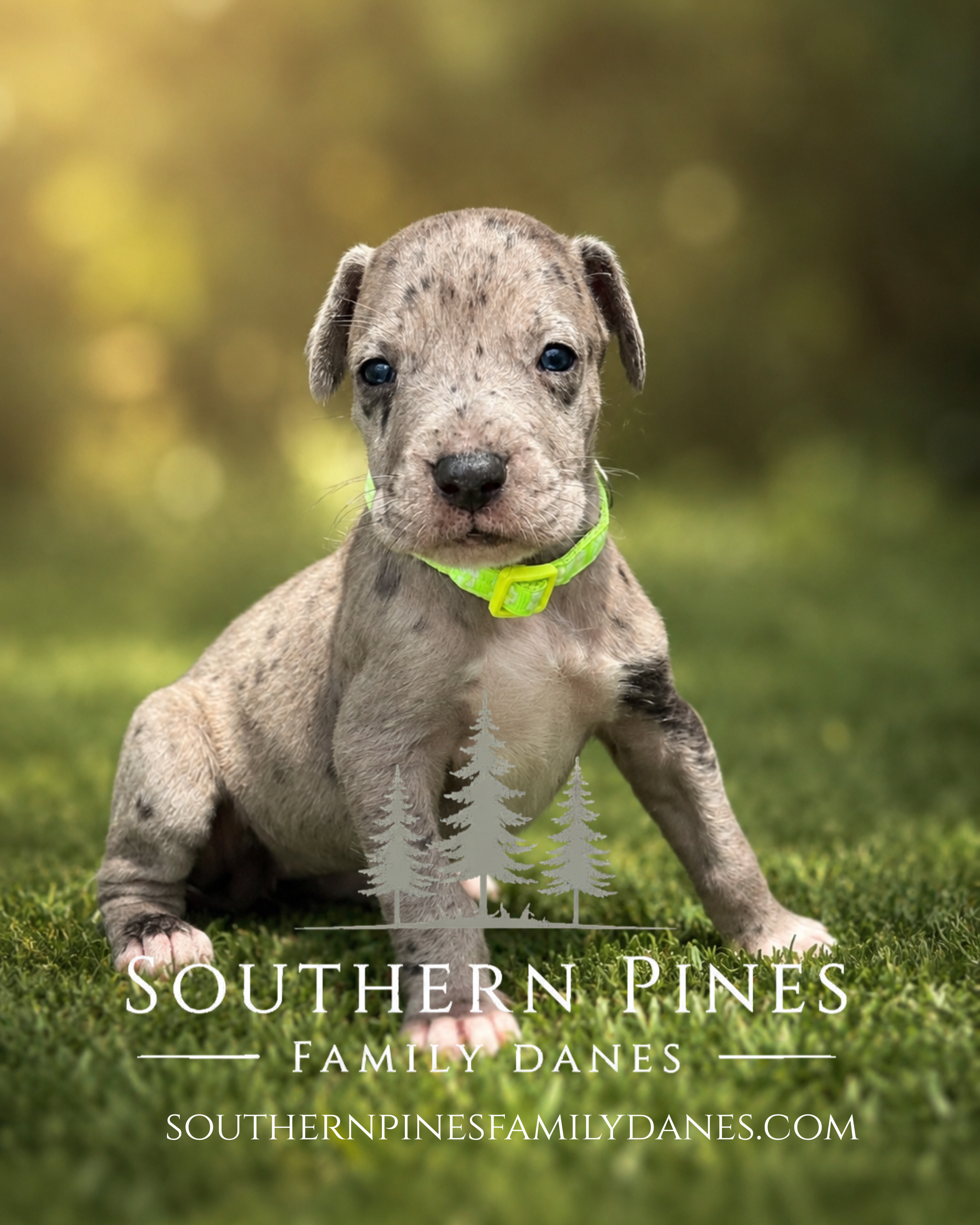 southernpinesfamilydanes (8).com.PNG