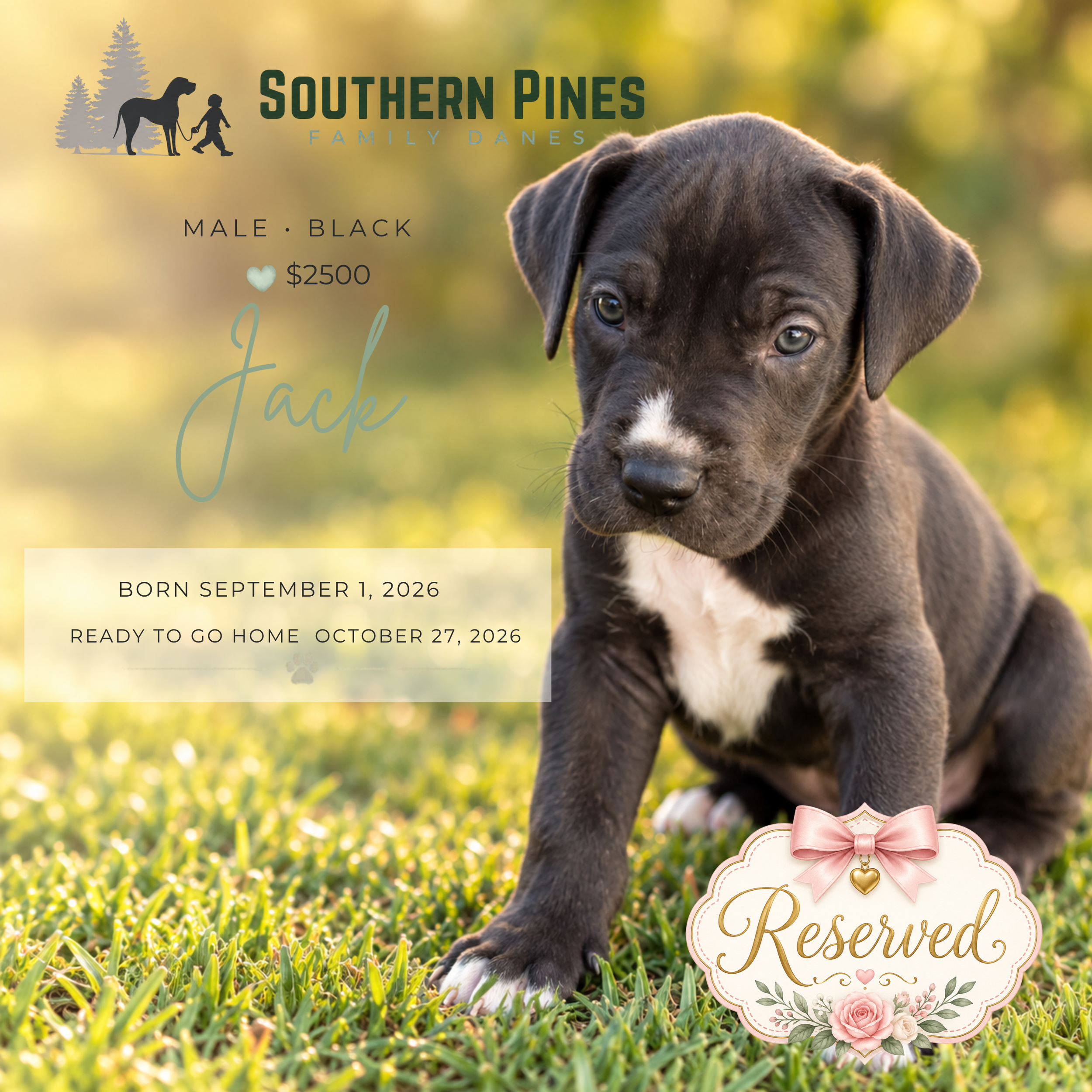 Jack (Reserved)