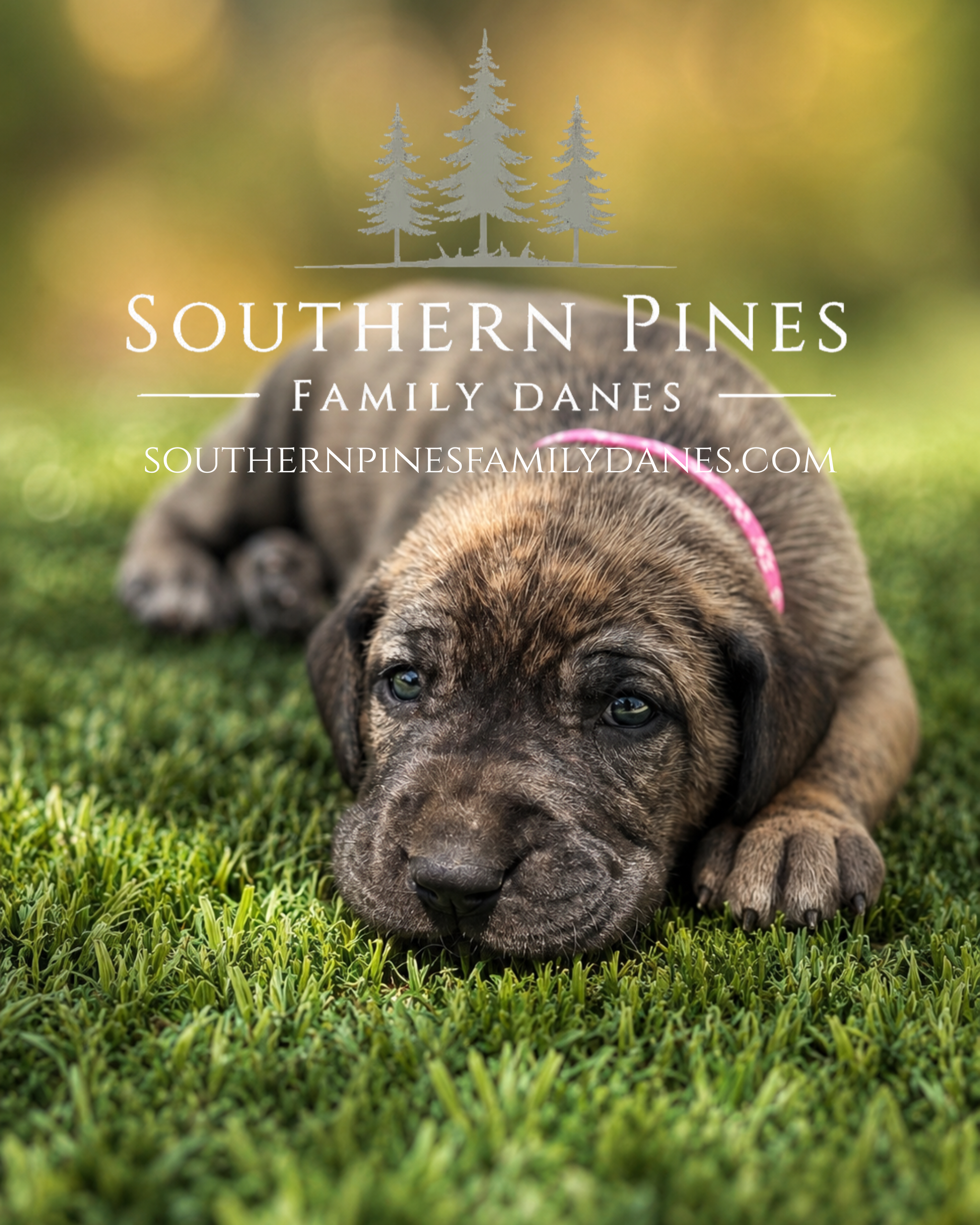southernpinesfamilydanes (16).com.PNG