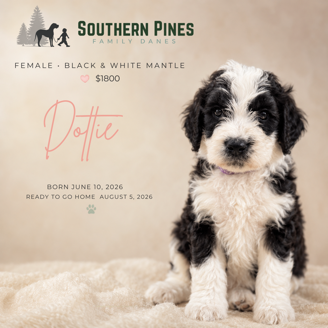 Dottie.png