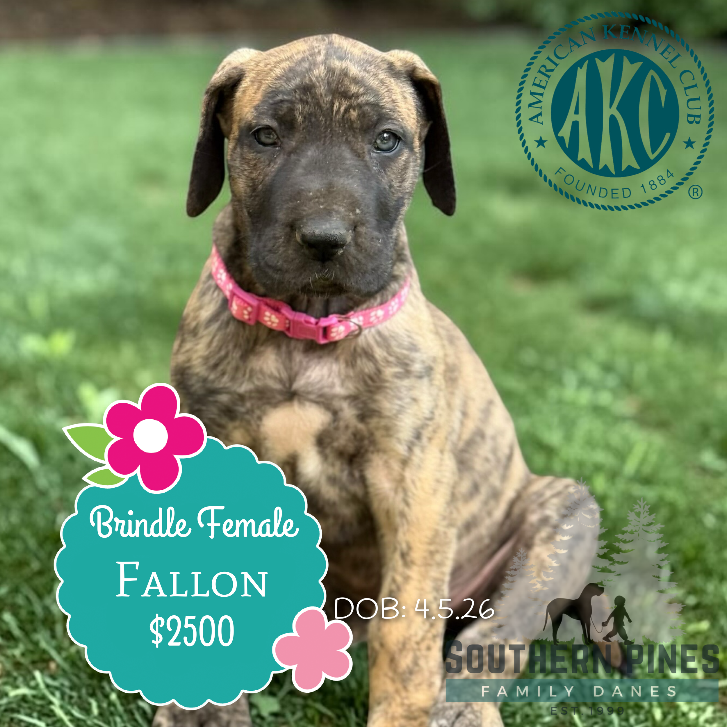 Fallon