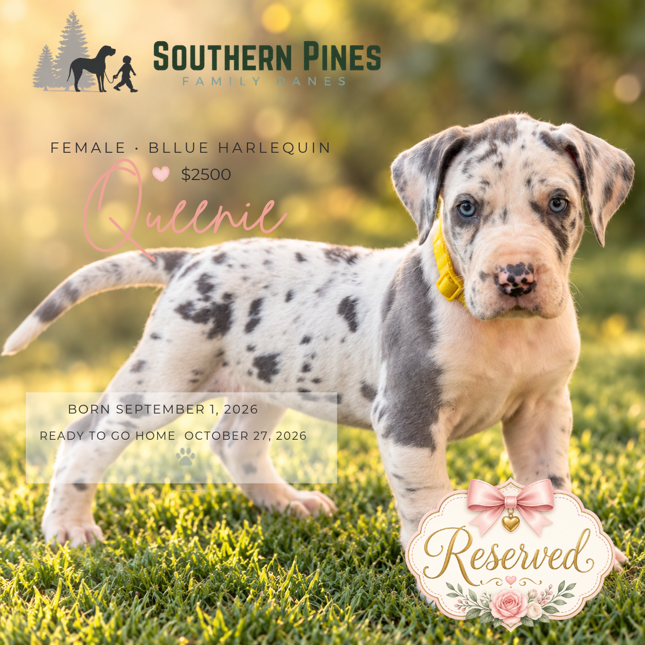 Queenie (Reserved)