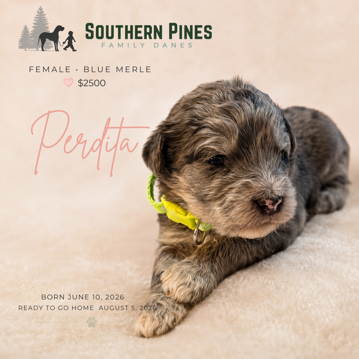 Perdita