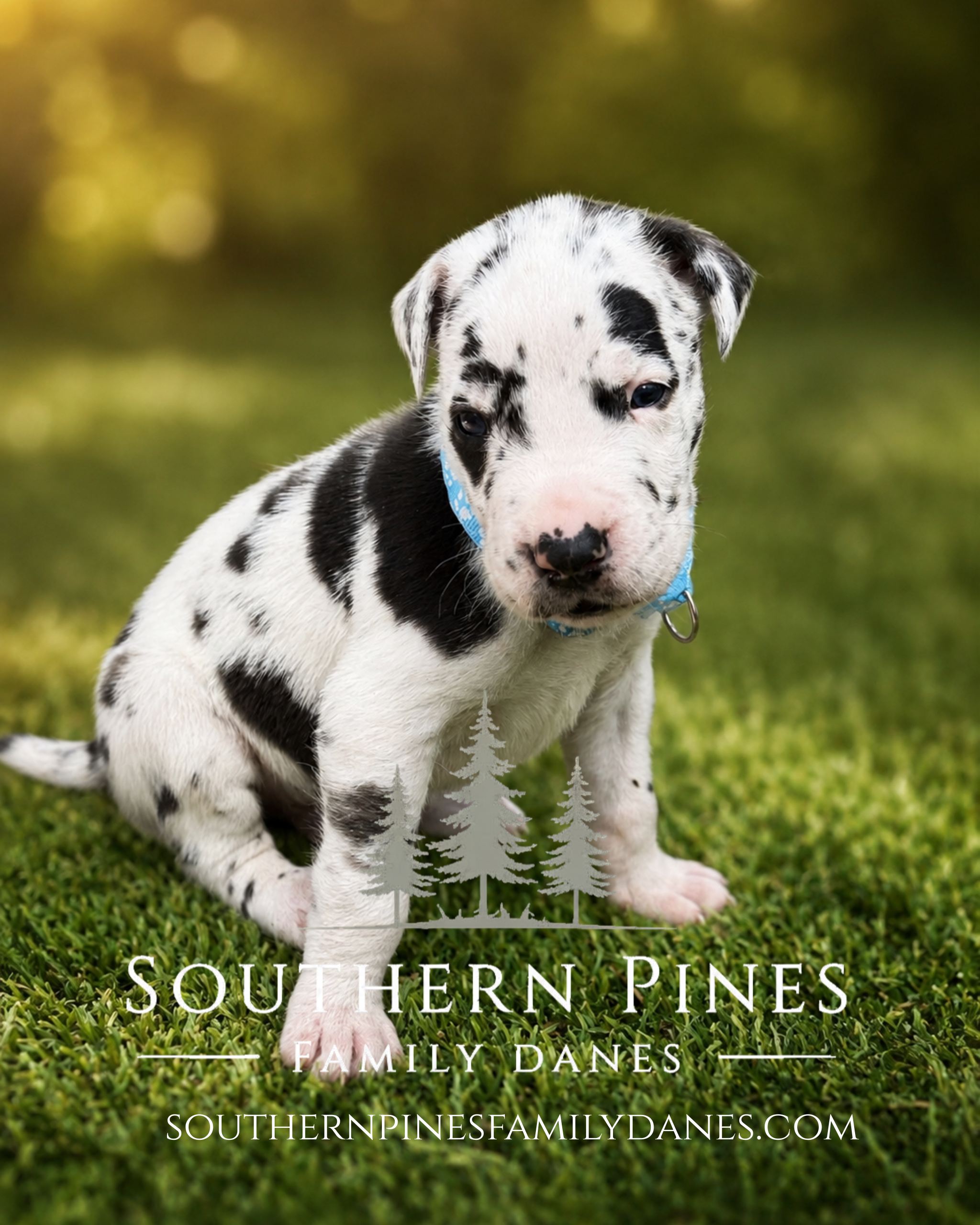 southernpinesfamilydanes (9).com.PNG