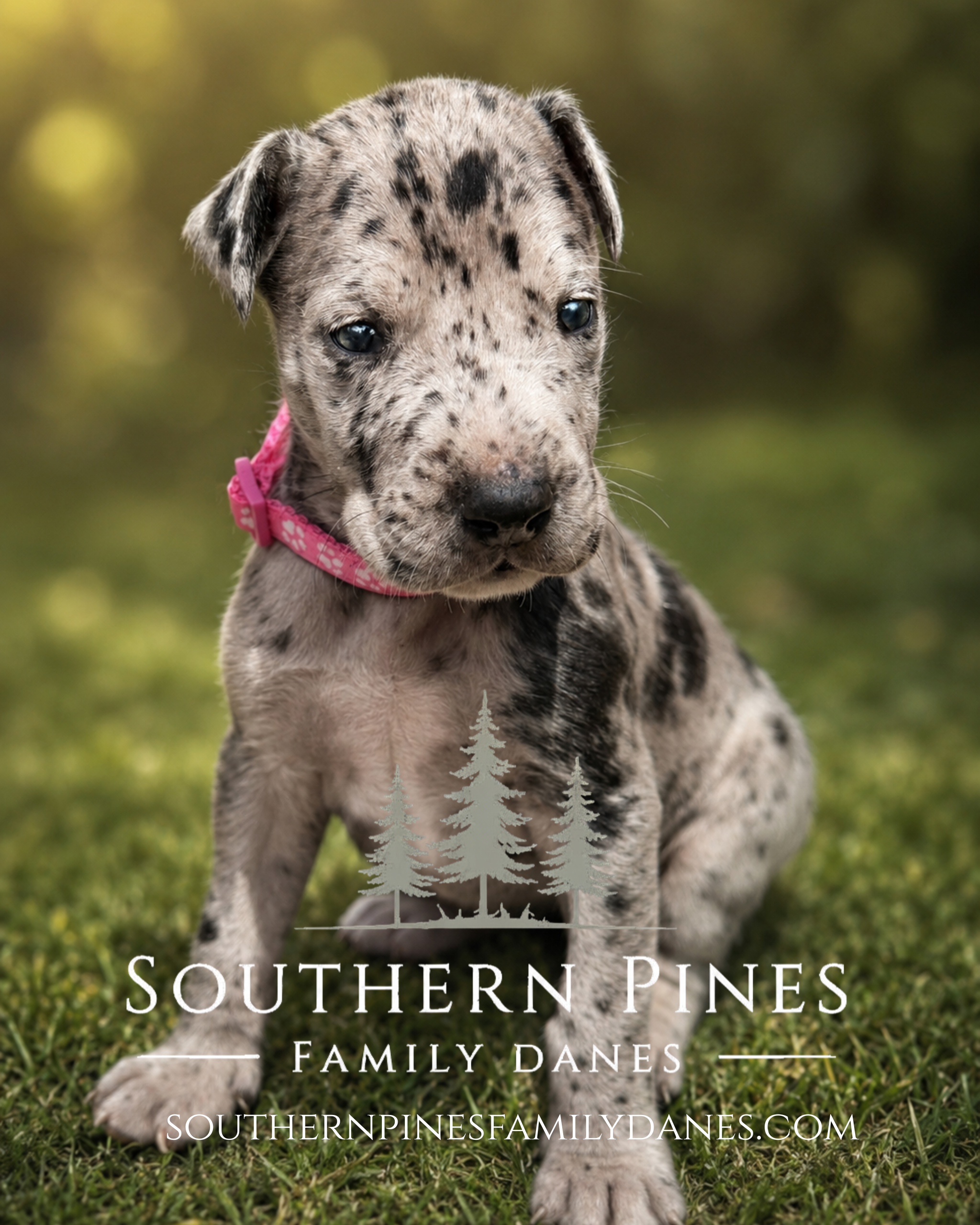 southernpinesfamilydanes (12).com.PNG