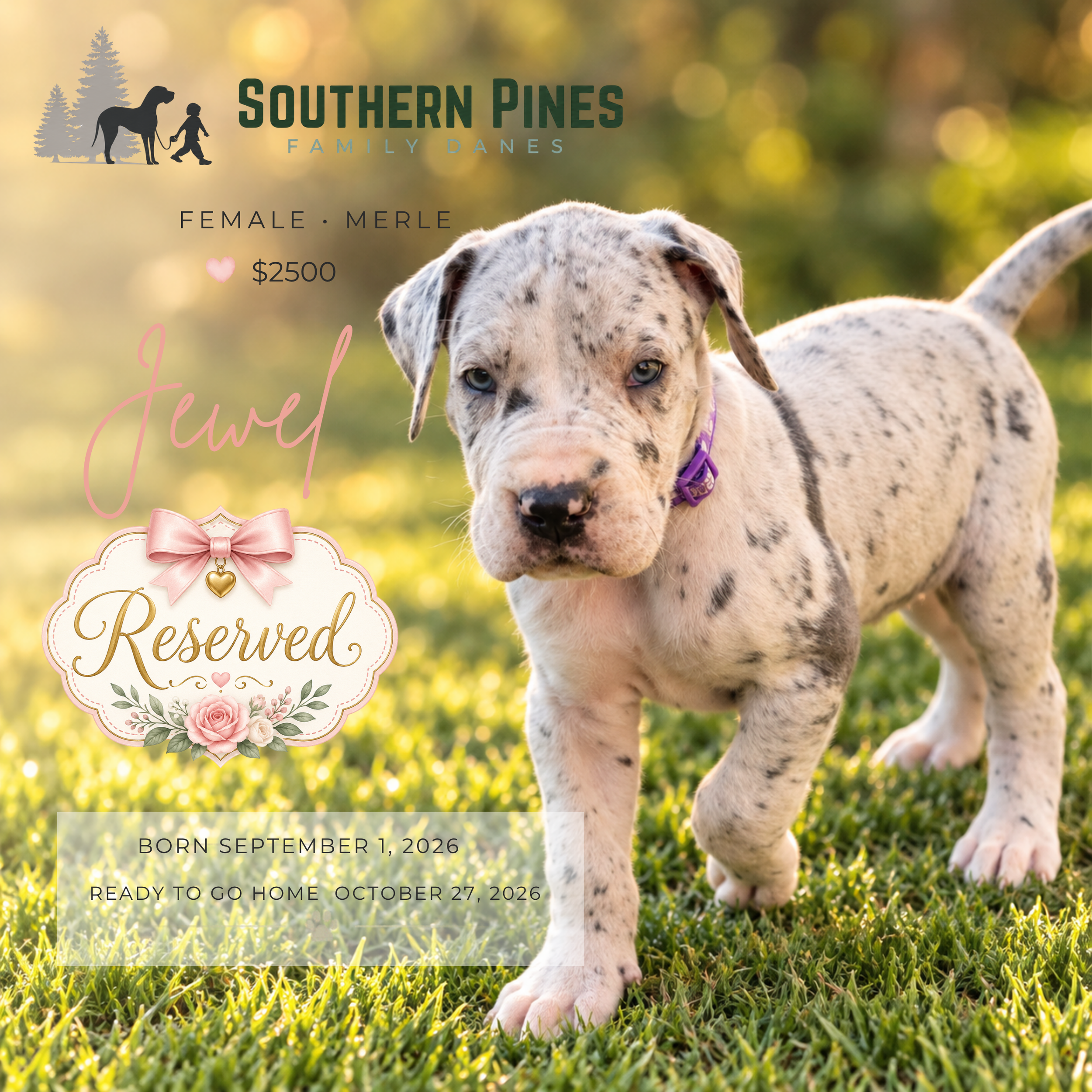 Jewel (Reserved)