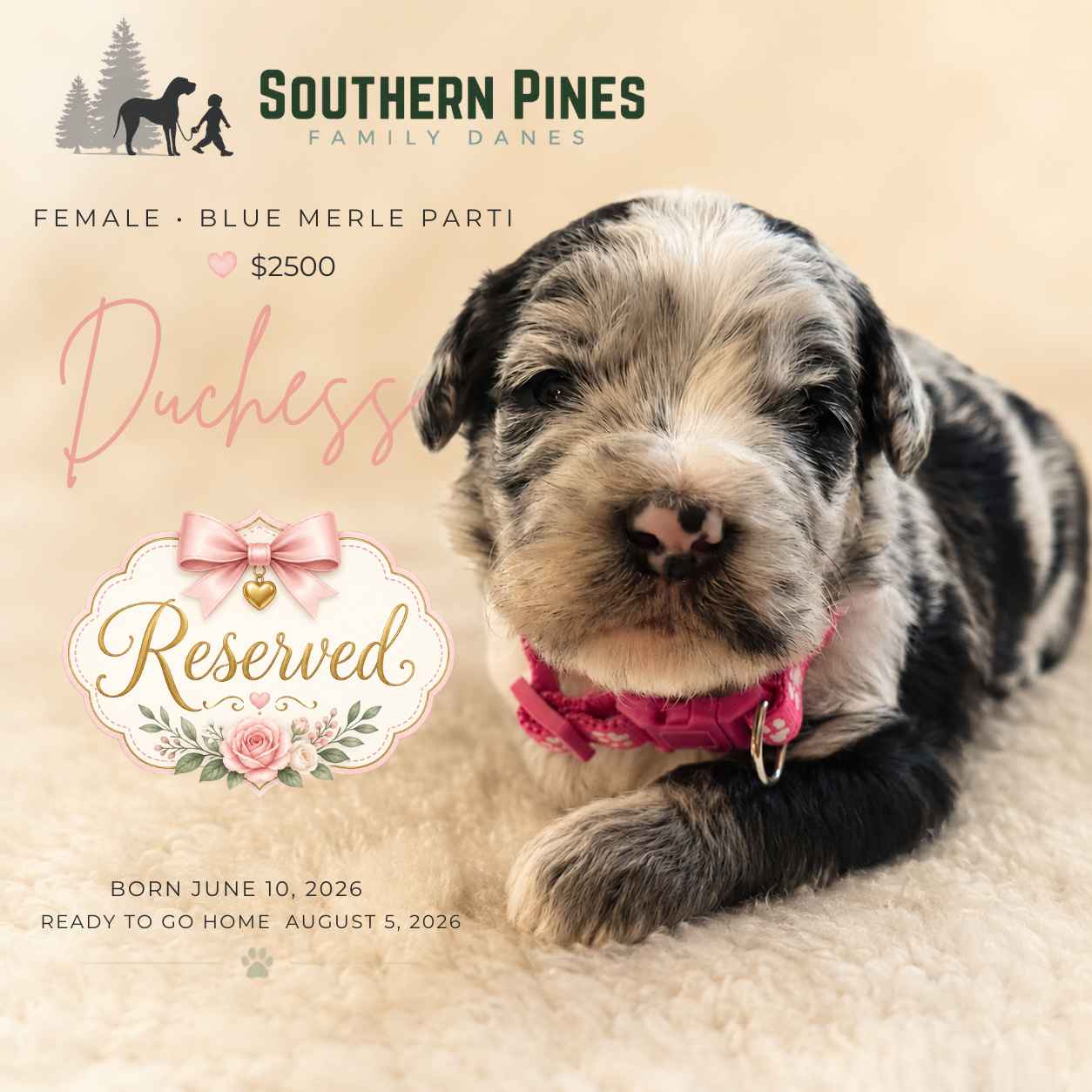 Duchess is Reserved