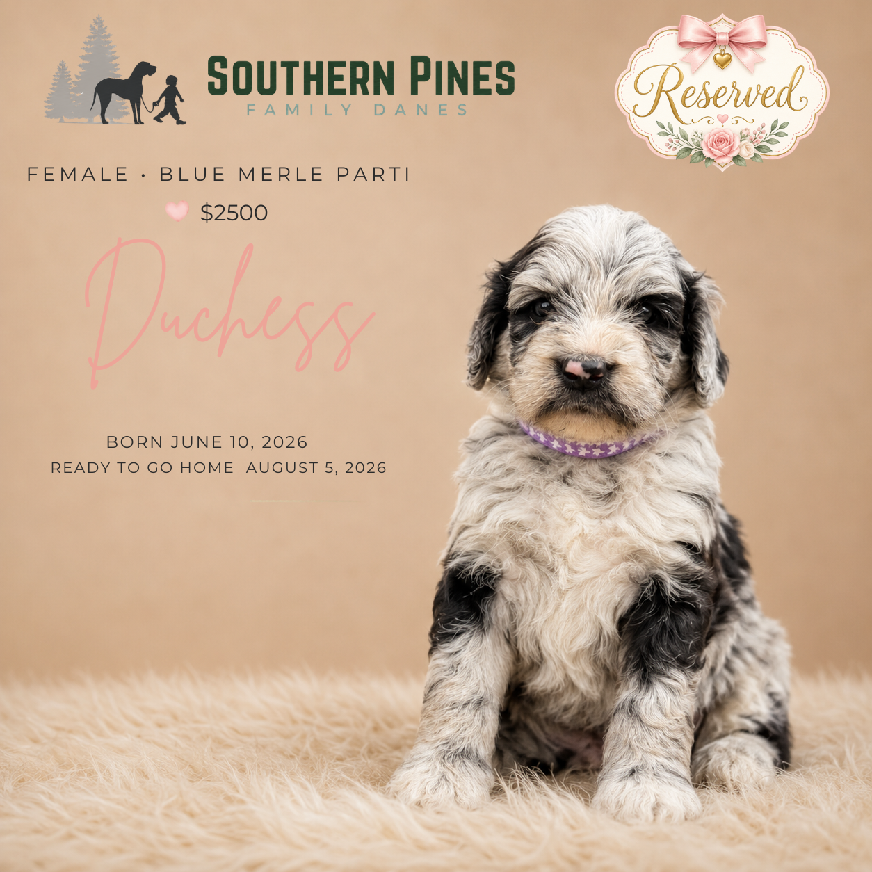 Duchess is Reserved