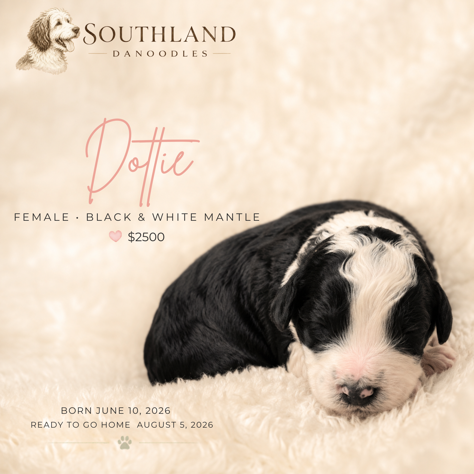 Dottie.png