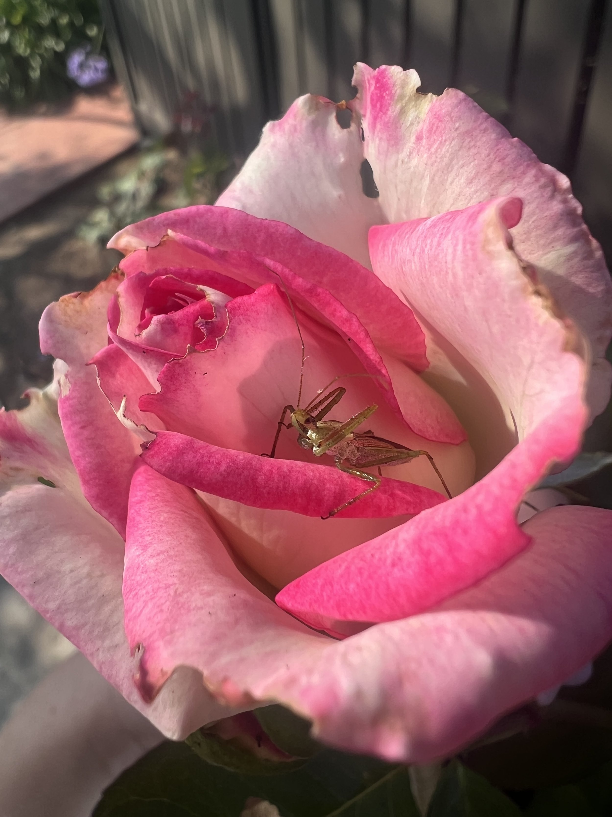 IMG_0726.jpeg