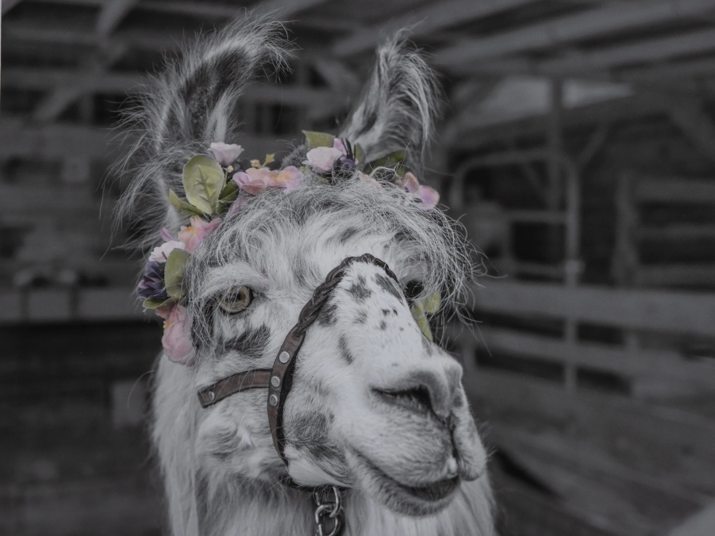 Llama Bring You Flowers