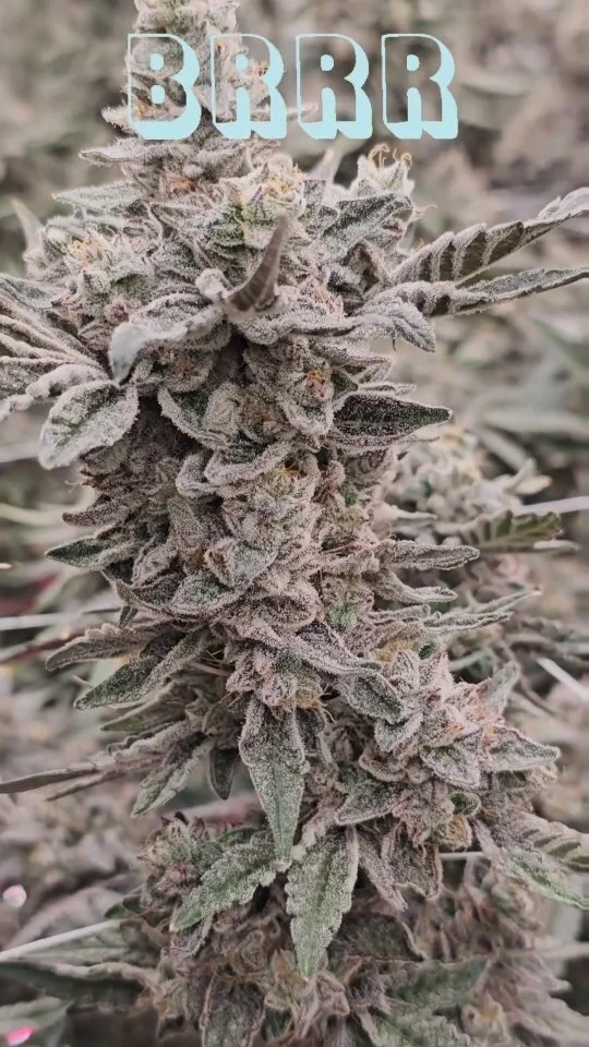 LA Pop Rocks x Purple Push Pop
Day 63
