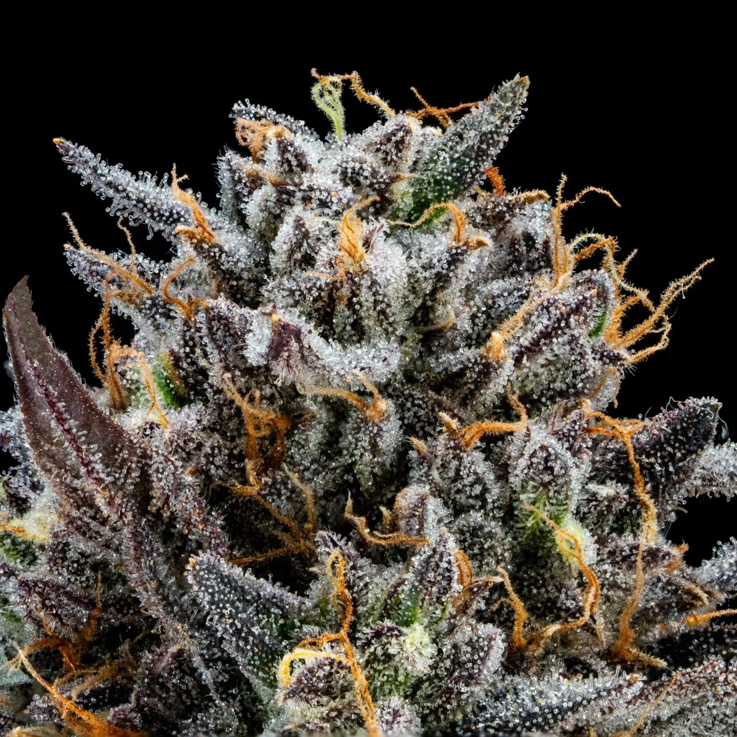 LCG x Zkittles Animal Mintz