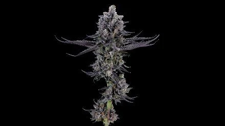 Sherbanger x Zkittle Animal
