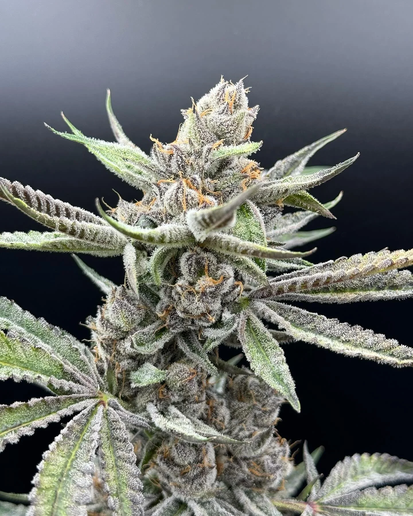 Lemon Cherry Gelato 🍋🍒🍧