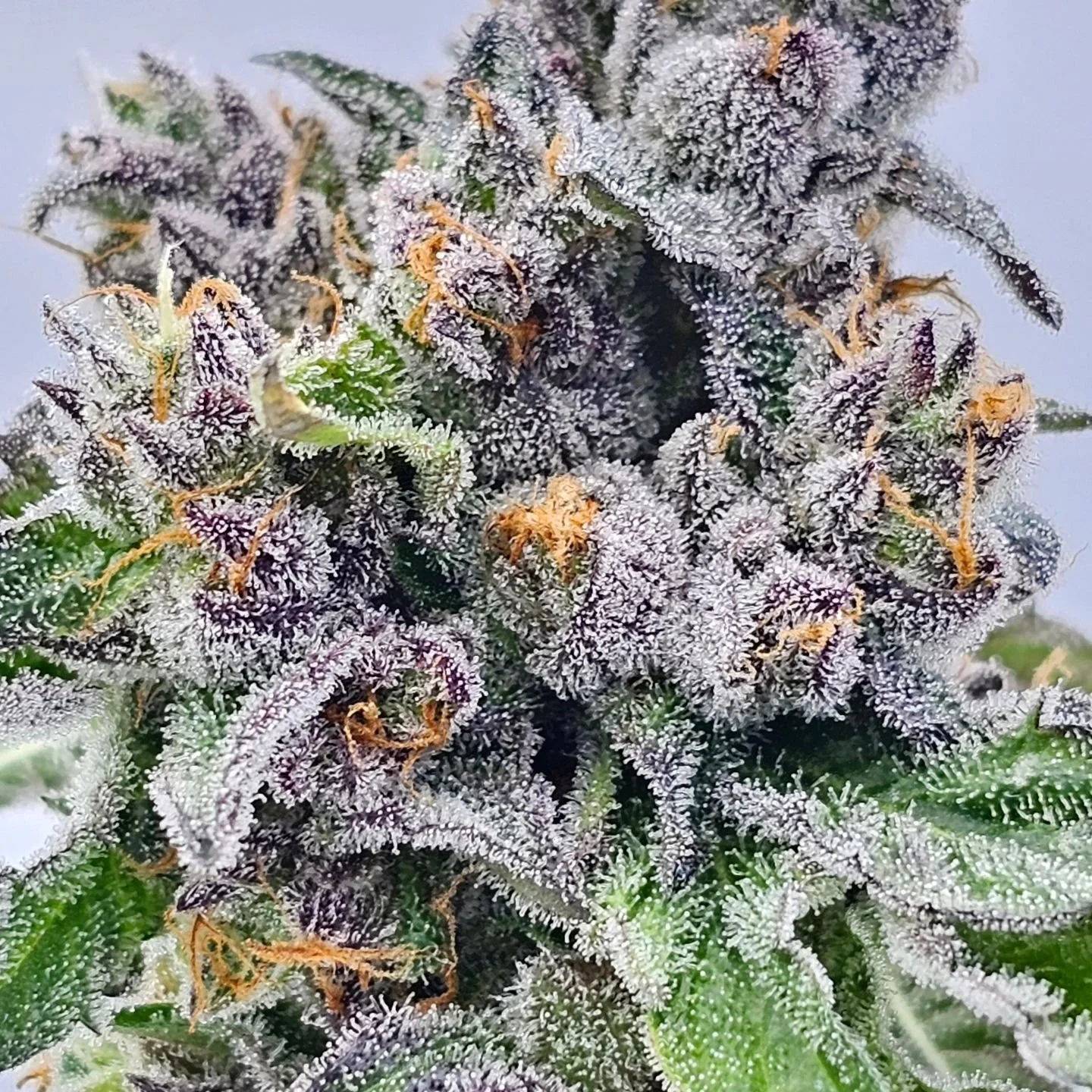 Biscotti Sherb day 67