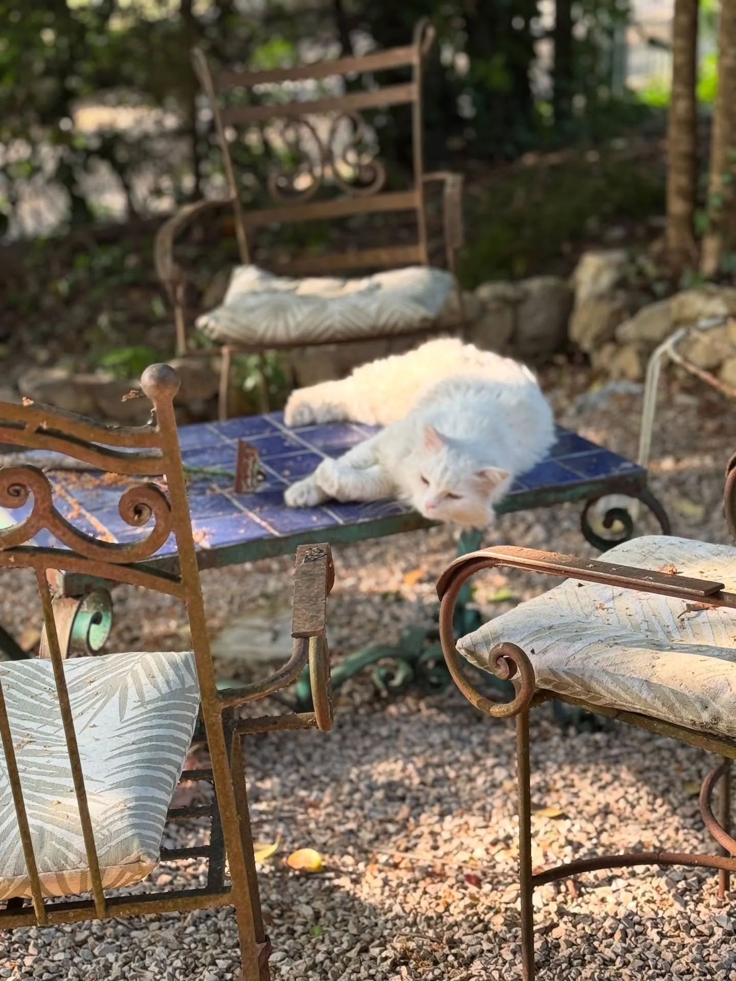 Monday mood from #Provence 🌿🌻