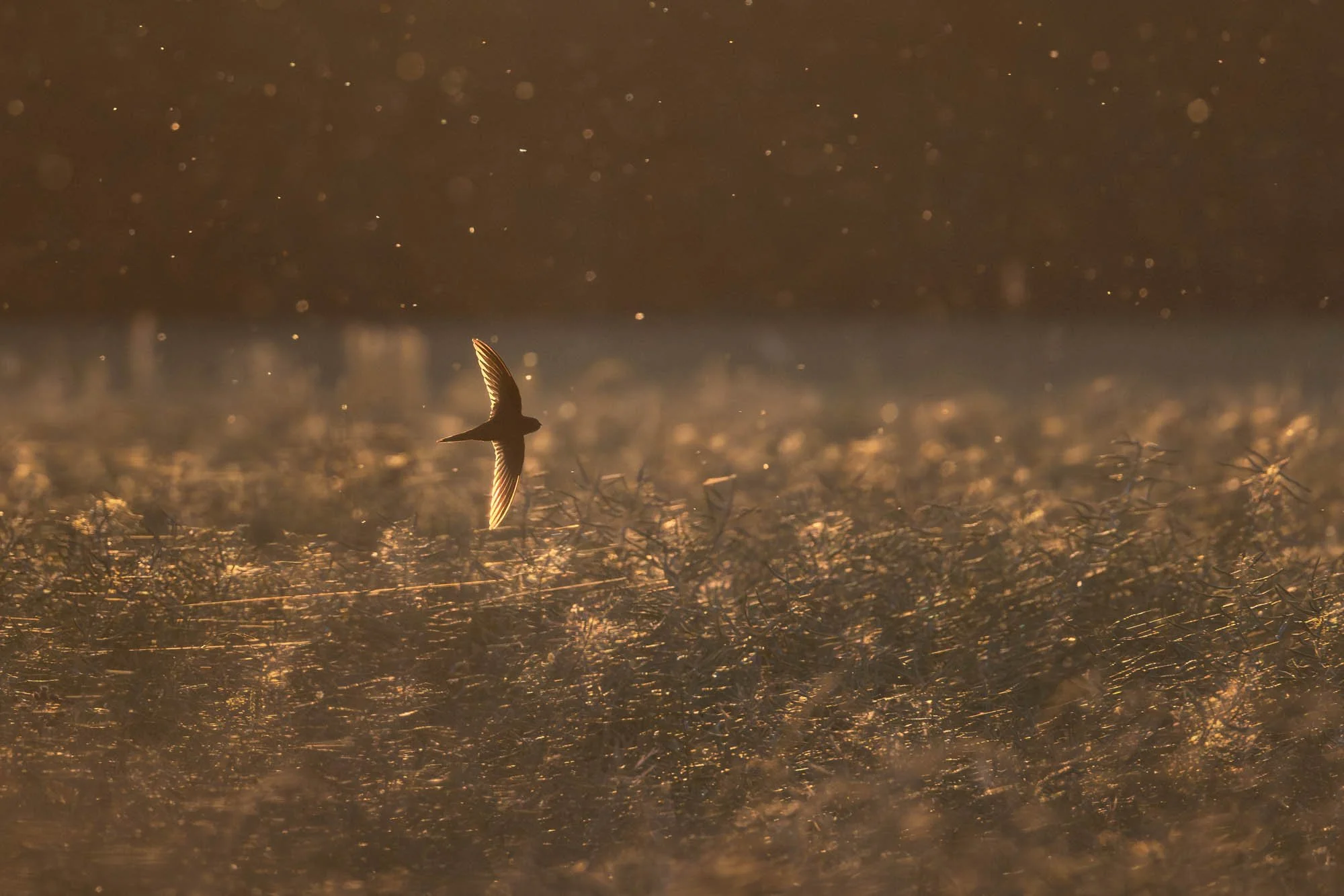 Mauersegler_Common swift