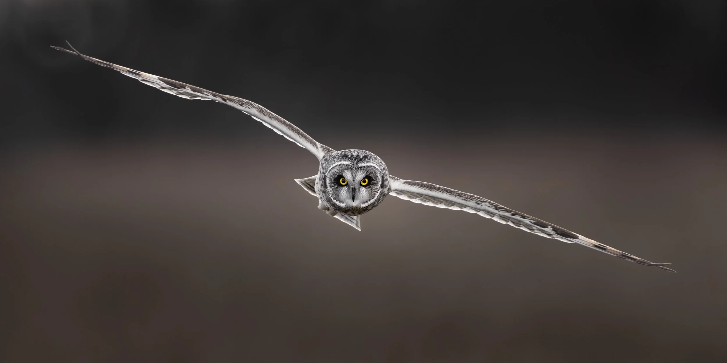 Short-eared owl_Sumpfohreule