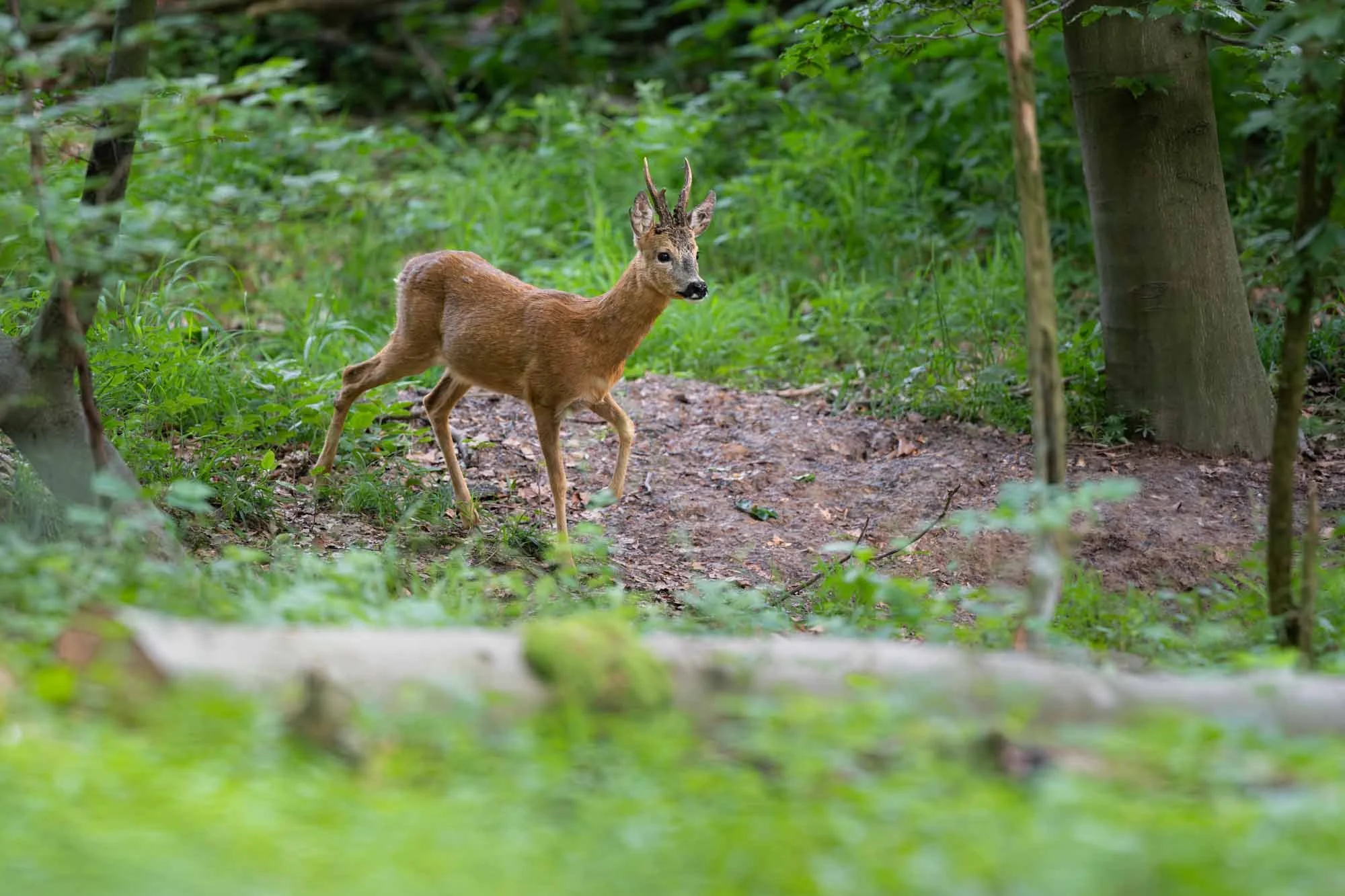 Roebuck_Rehbock