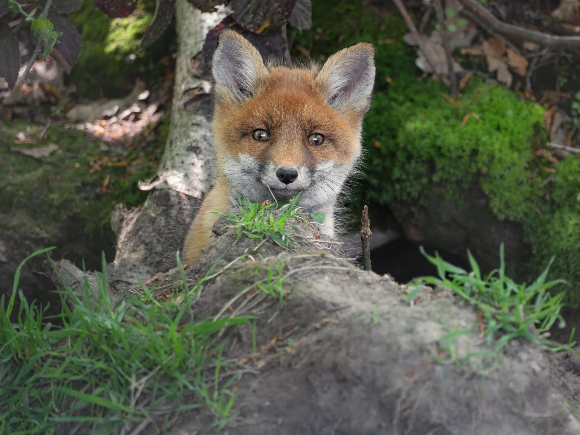 Curious young fox_Neugieriger Jungfuchs