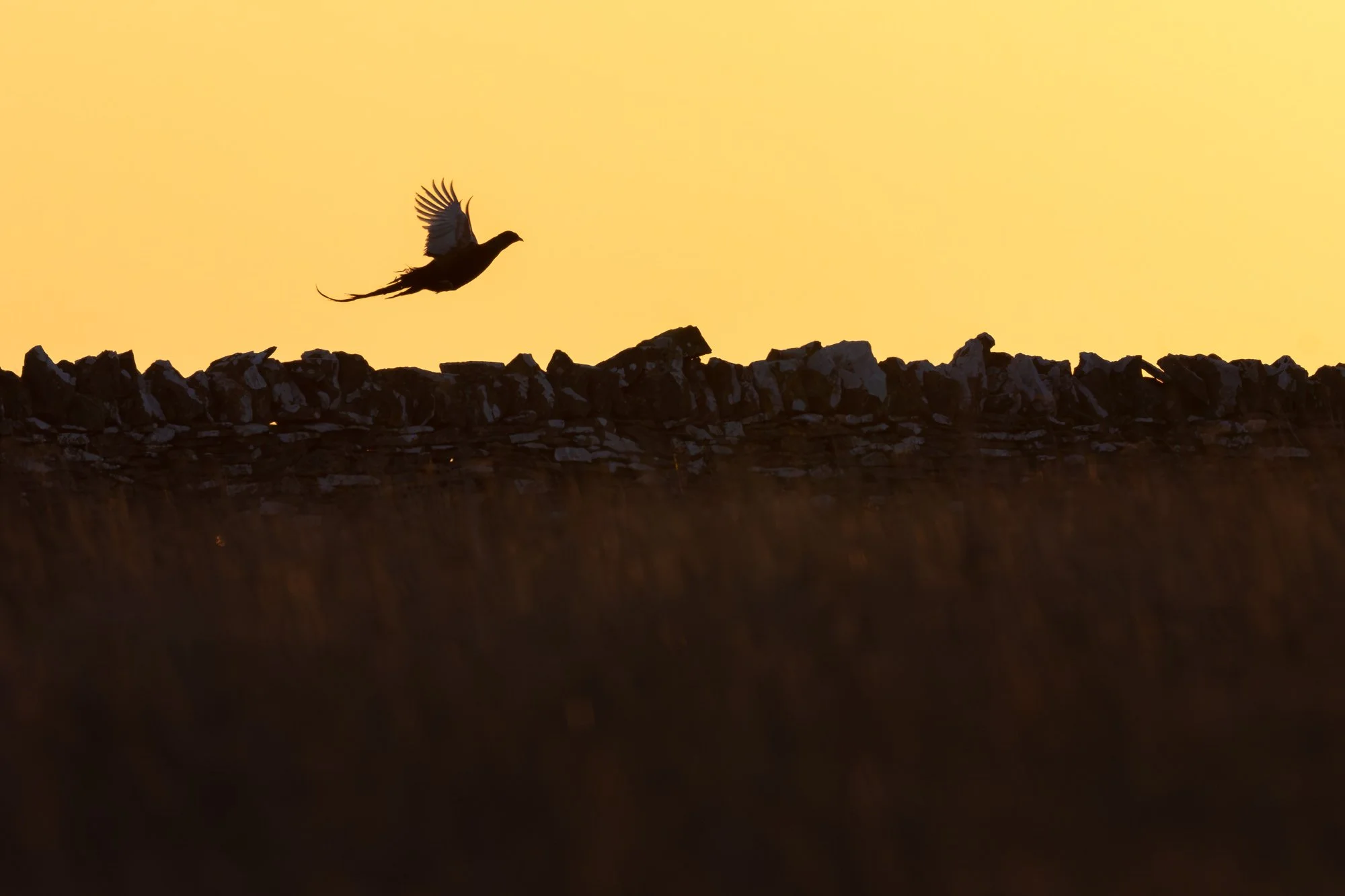 Pheasant silhouette_Fasan Silhouette