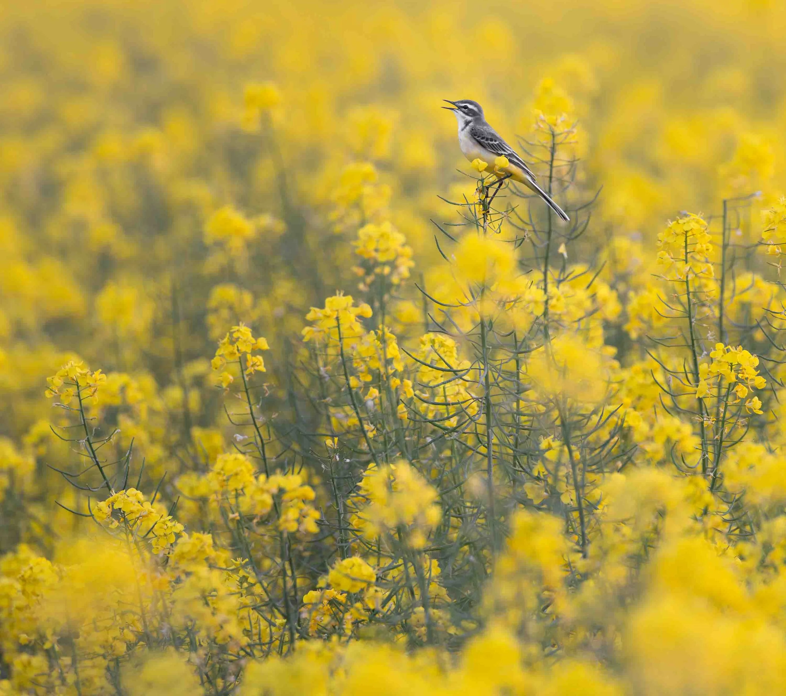 Yellow wagtail in a rapeseed field_Schafstelze im Rapsfeld