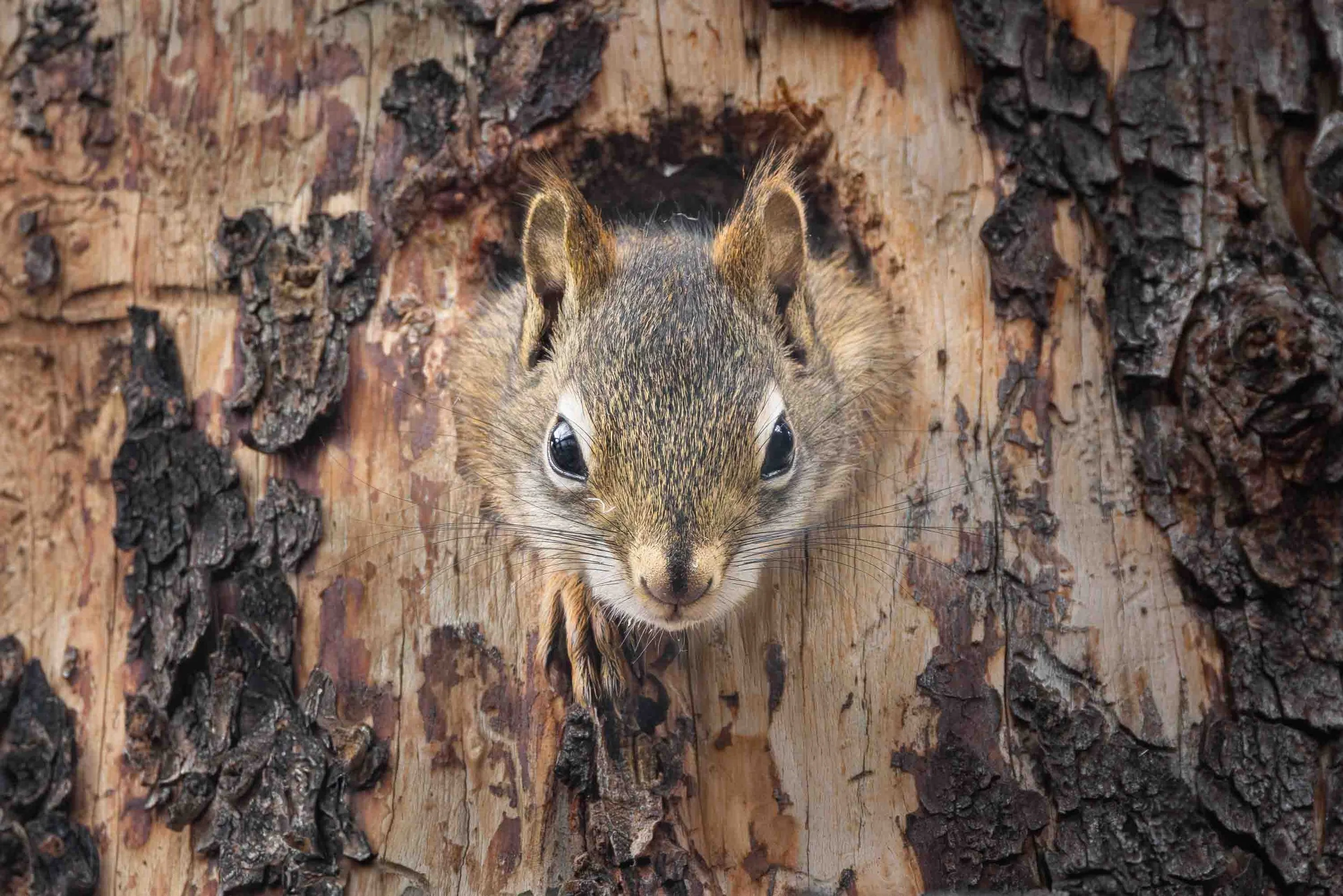 Red squirrel_Rothörnchen