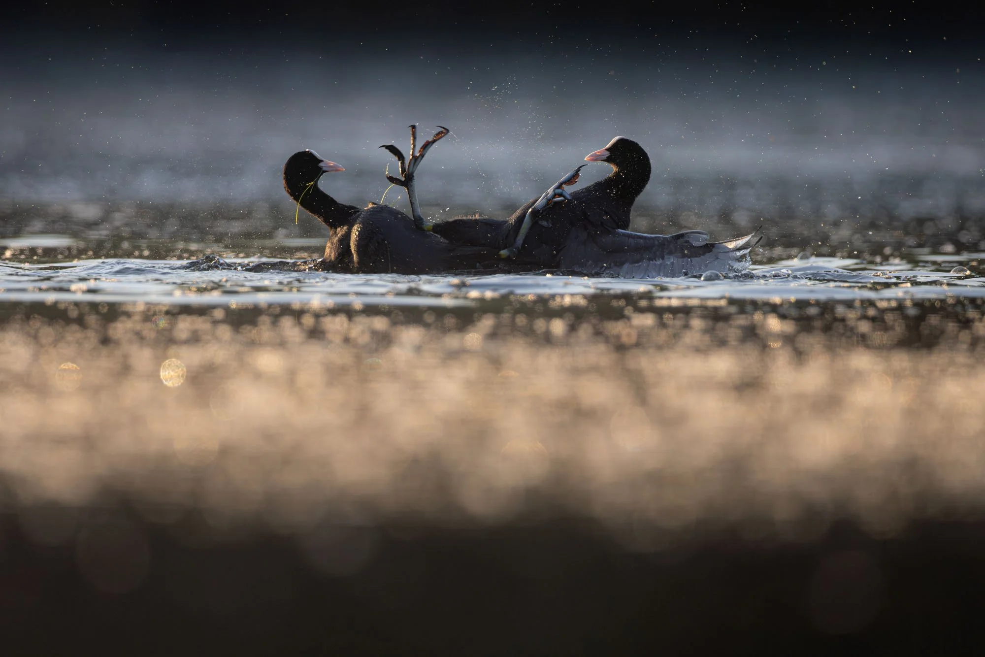 Coots fight over teritory_Blässhühner streiten um ihr Revier