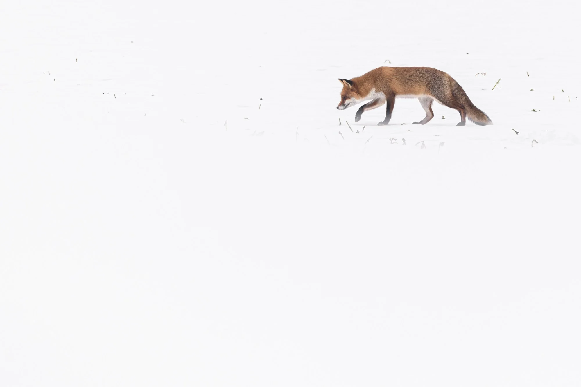 Fox in snow_Fuchs im Schnee