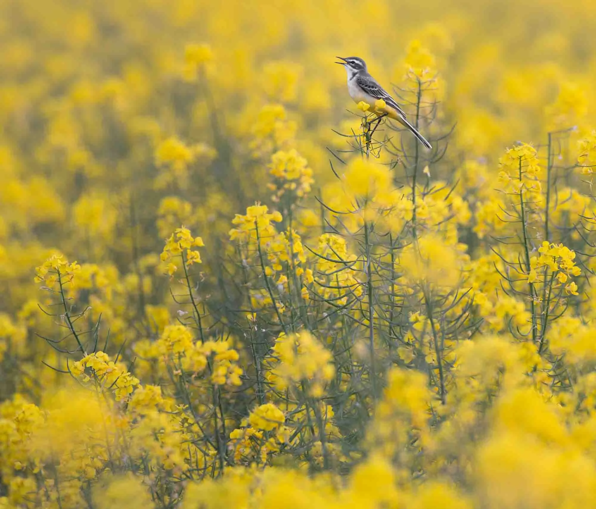 Yellow wagtail in a rapeseed field_Schafstelze im Rapsfeld